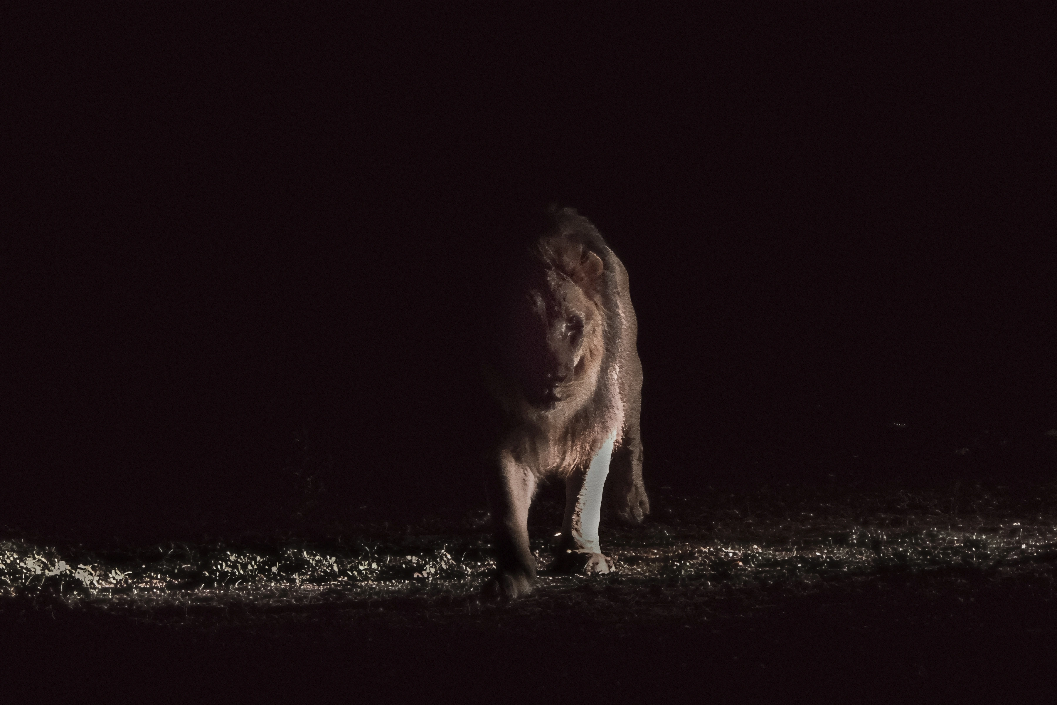 A lion advances from deep shade onto a narrow strip of illuminated ground.