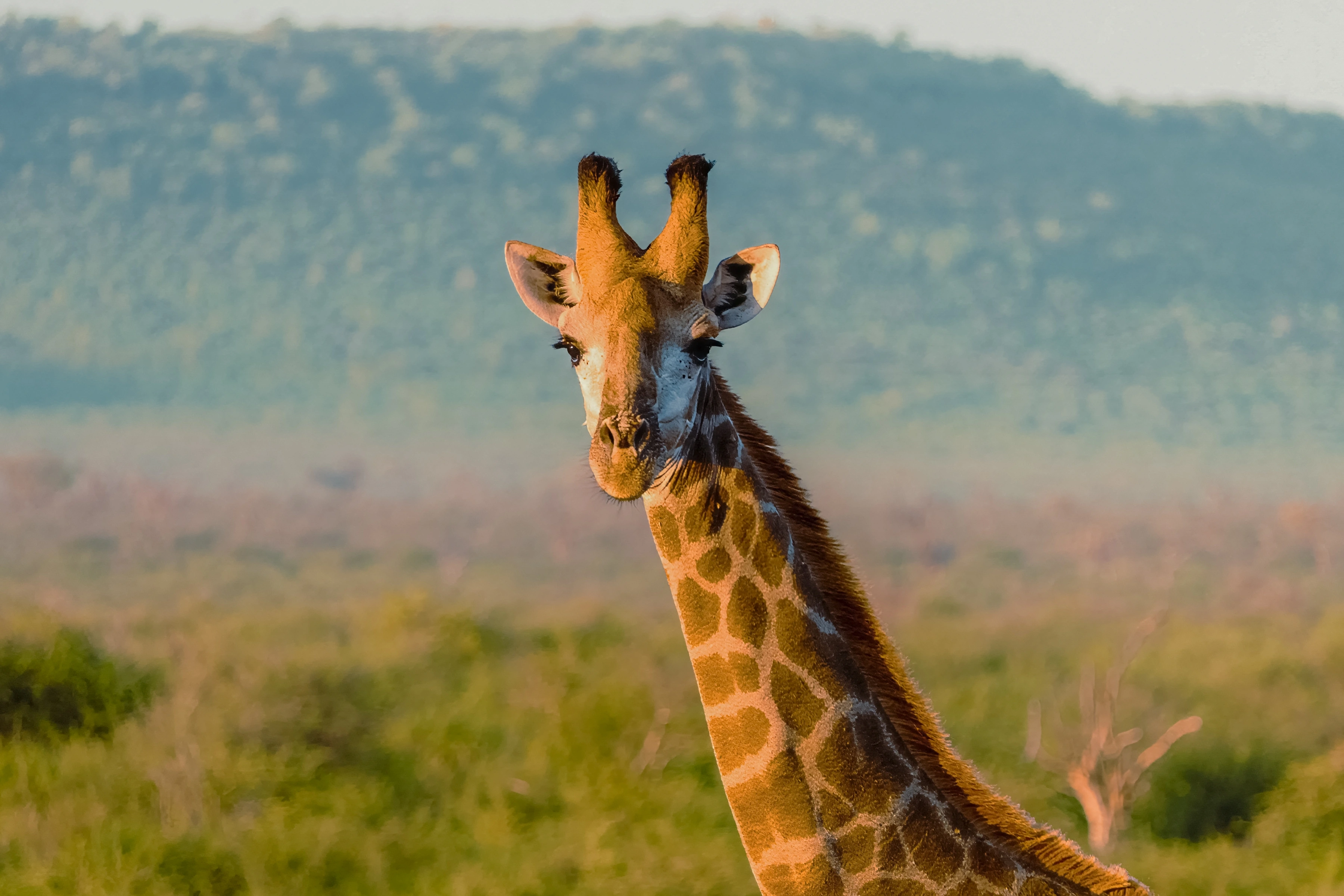 A giraffe looks toward the camera, with a warm-lit face, diagonal neck and a softer cool hillside behind.