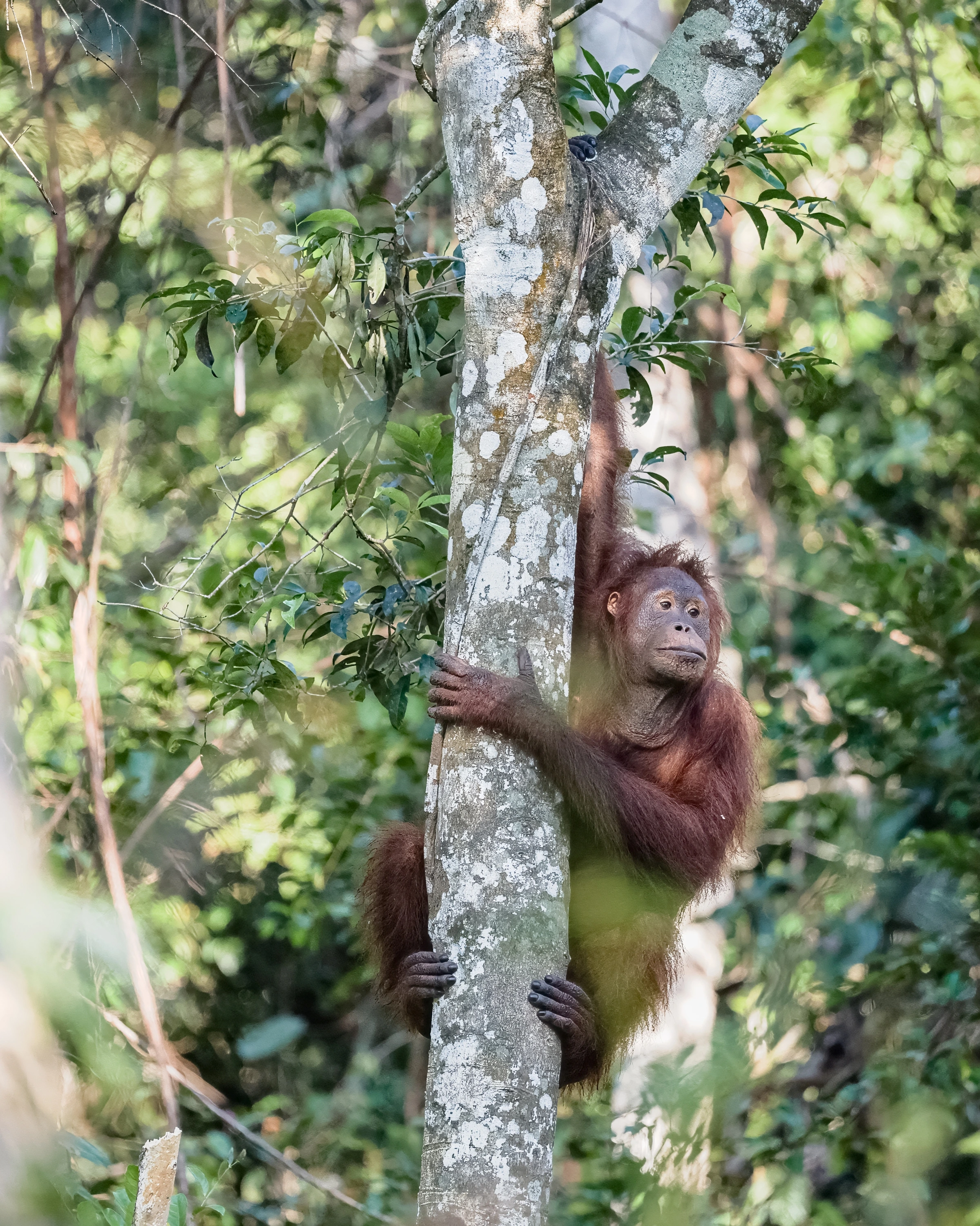 An orangutan grips a pale tree trunk with hands and feet amid dense leaves.