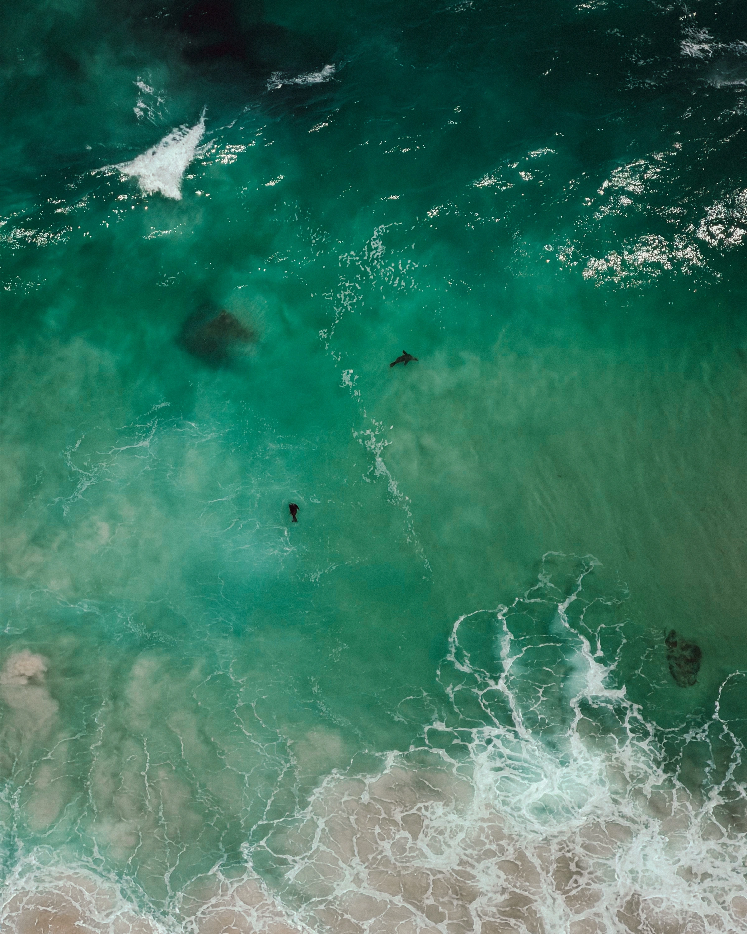 Two small marine animals are visible through turquoise water close to breaking surf.