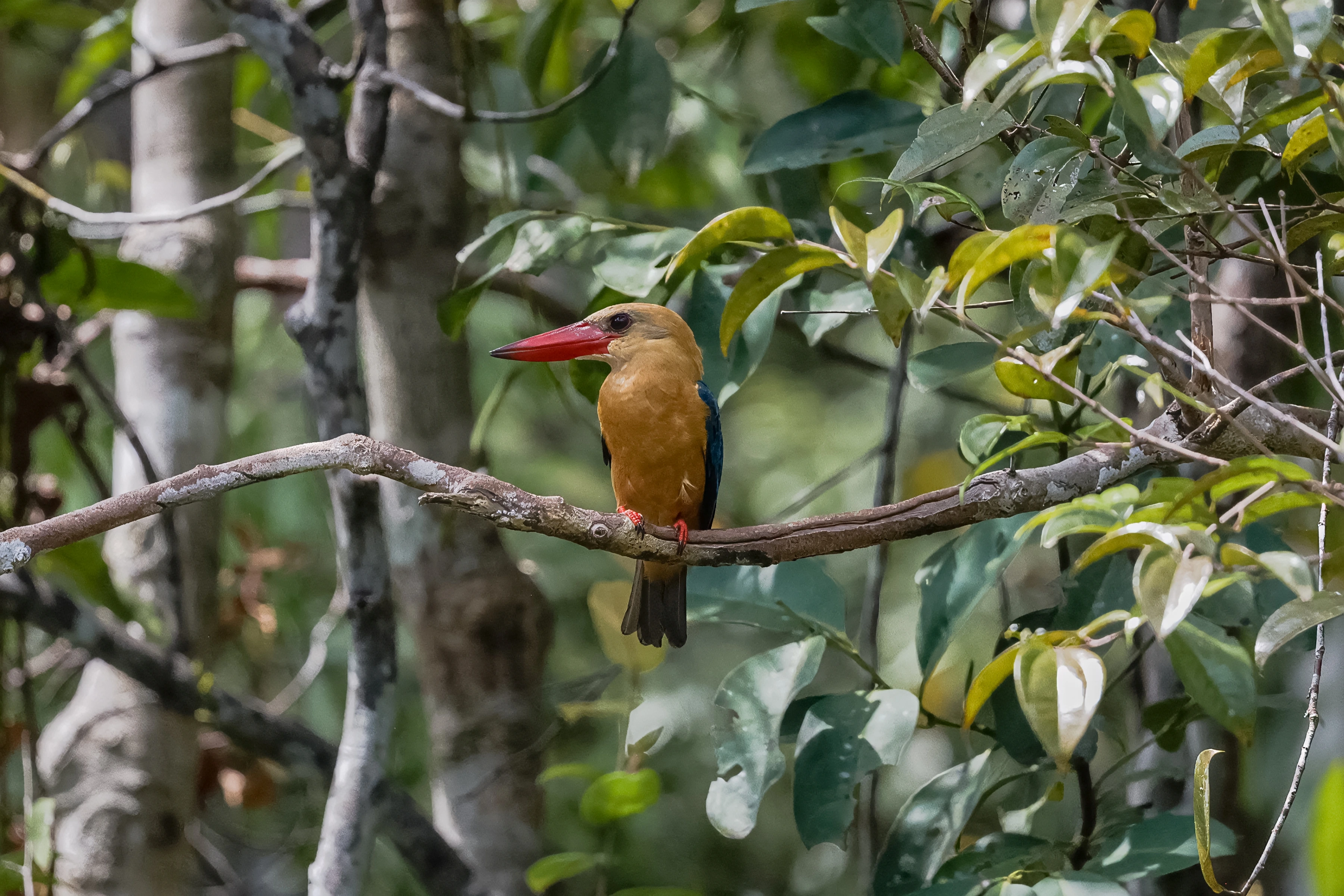A red-billed bird perches on a curved branch among green leaves.