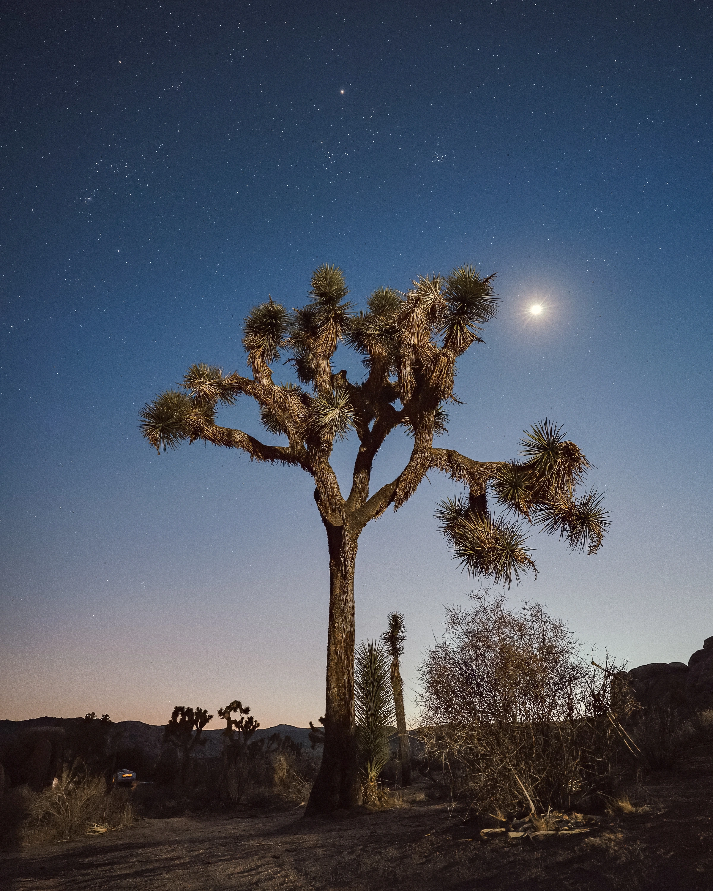 A branching spiky tree stands beneath stars and a bright point of light in a blue night sky.