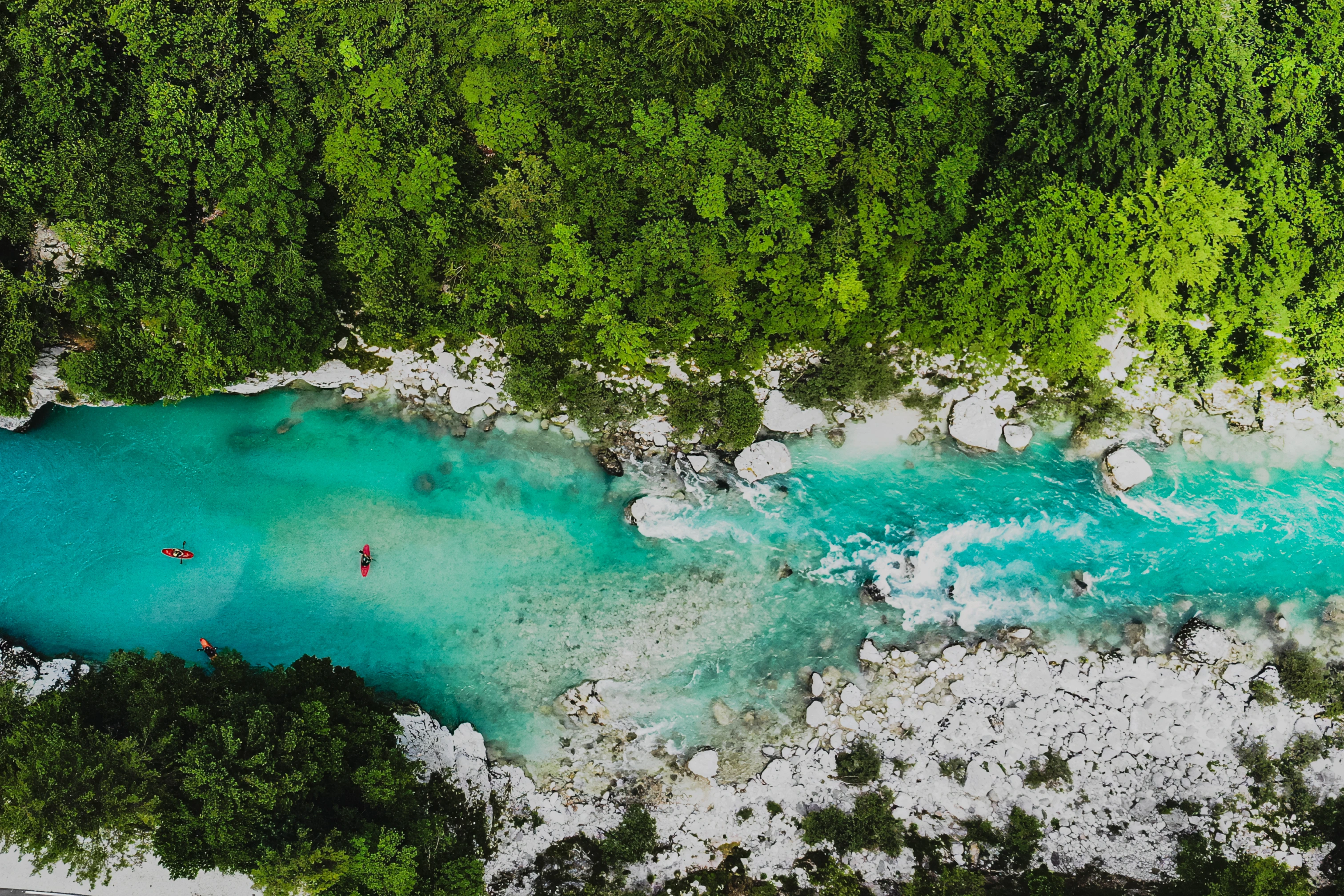 Kayaks occupy calmer river water beside rapids, rocks and dense trees.