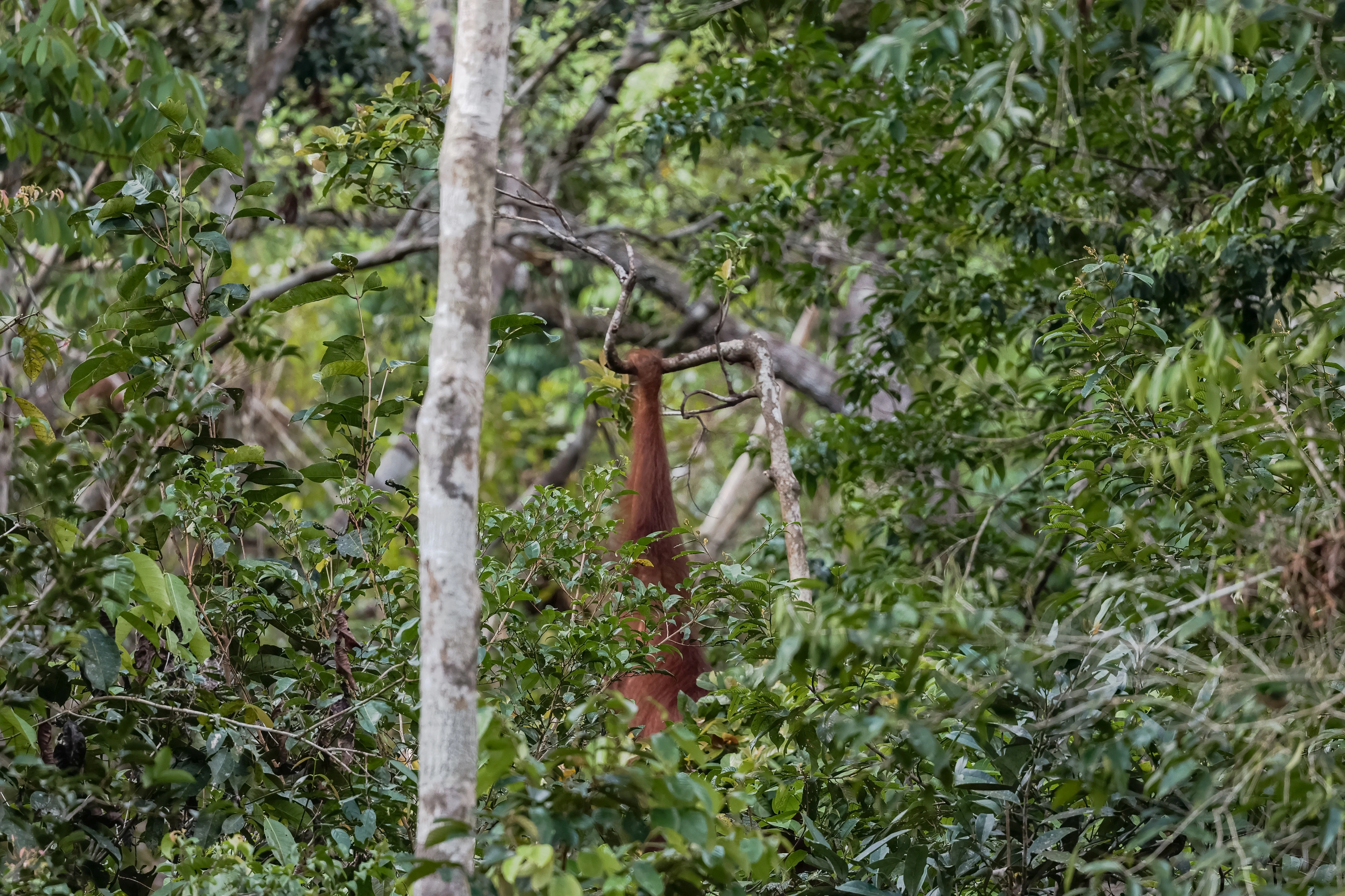 A reddish animal body and an extended arm appear behind dense leaves and pale trunks.