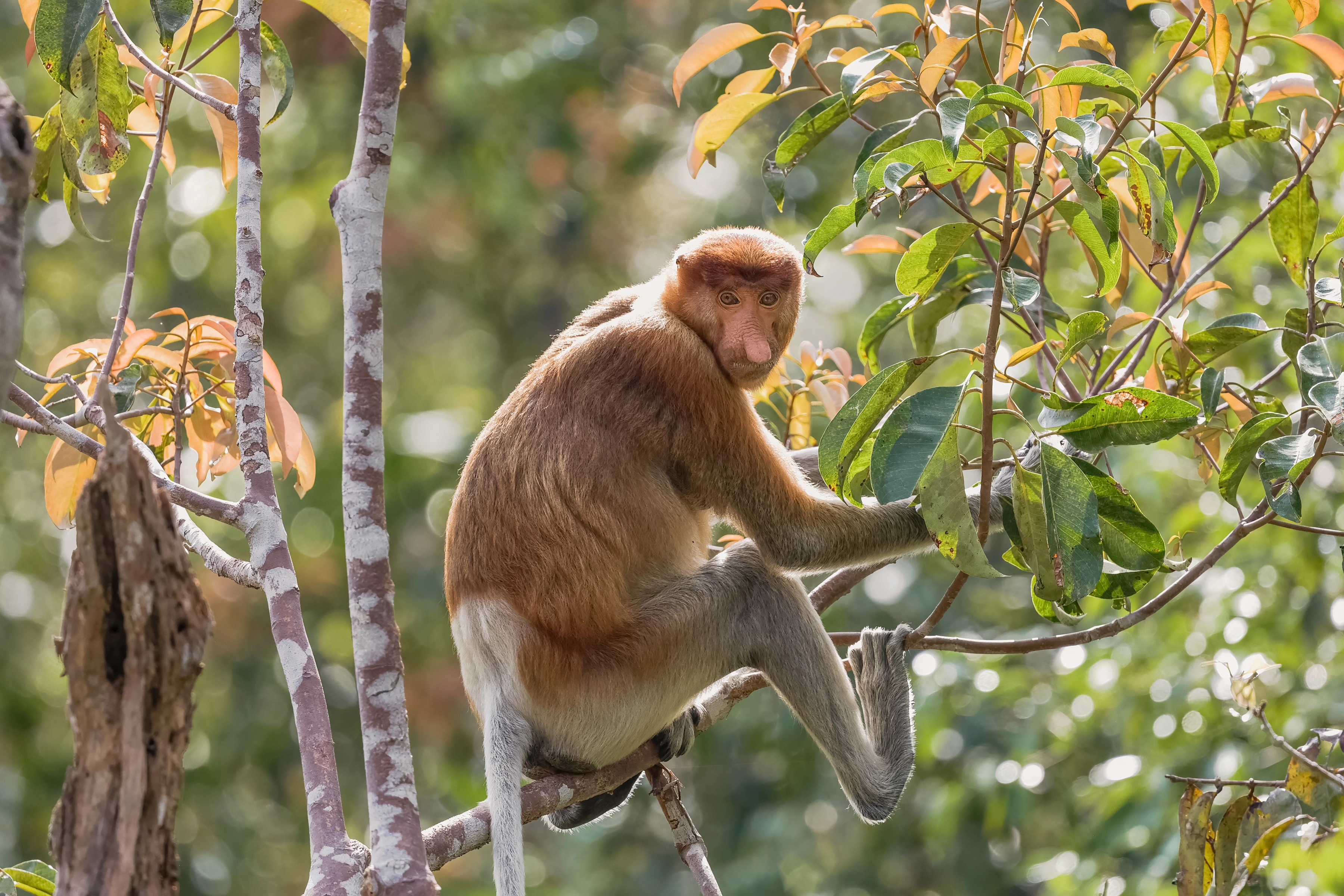 A seated monkey looks towards the camera while holding a branch among backlit leaves.
