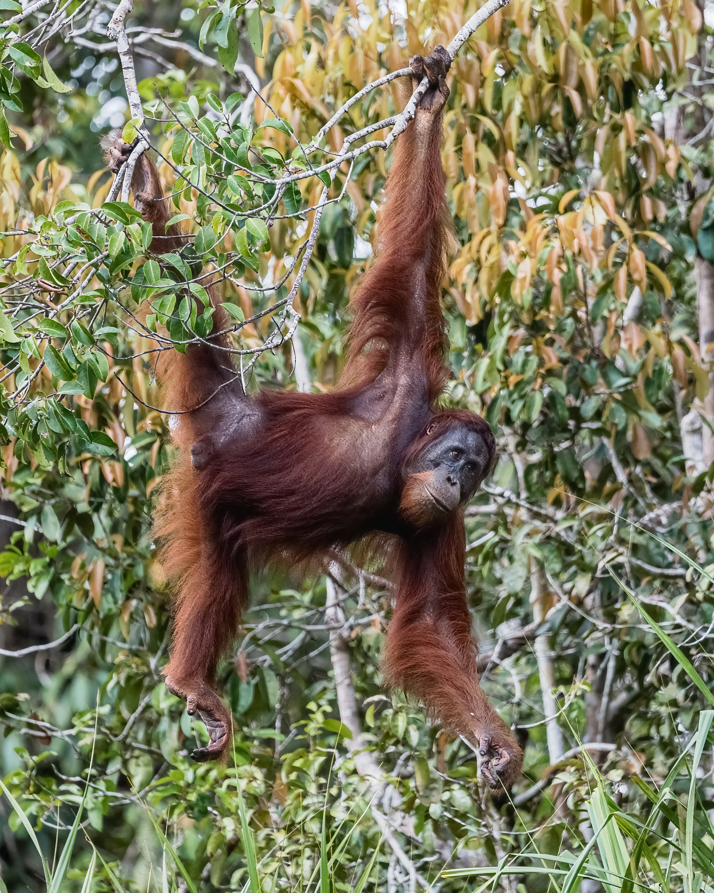 An orangutan hangs with extended arms and legs among leafy branches.