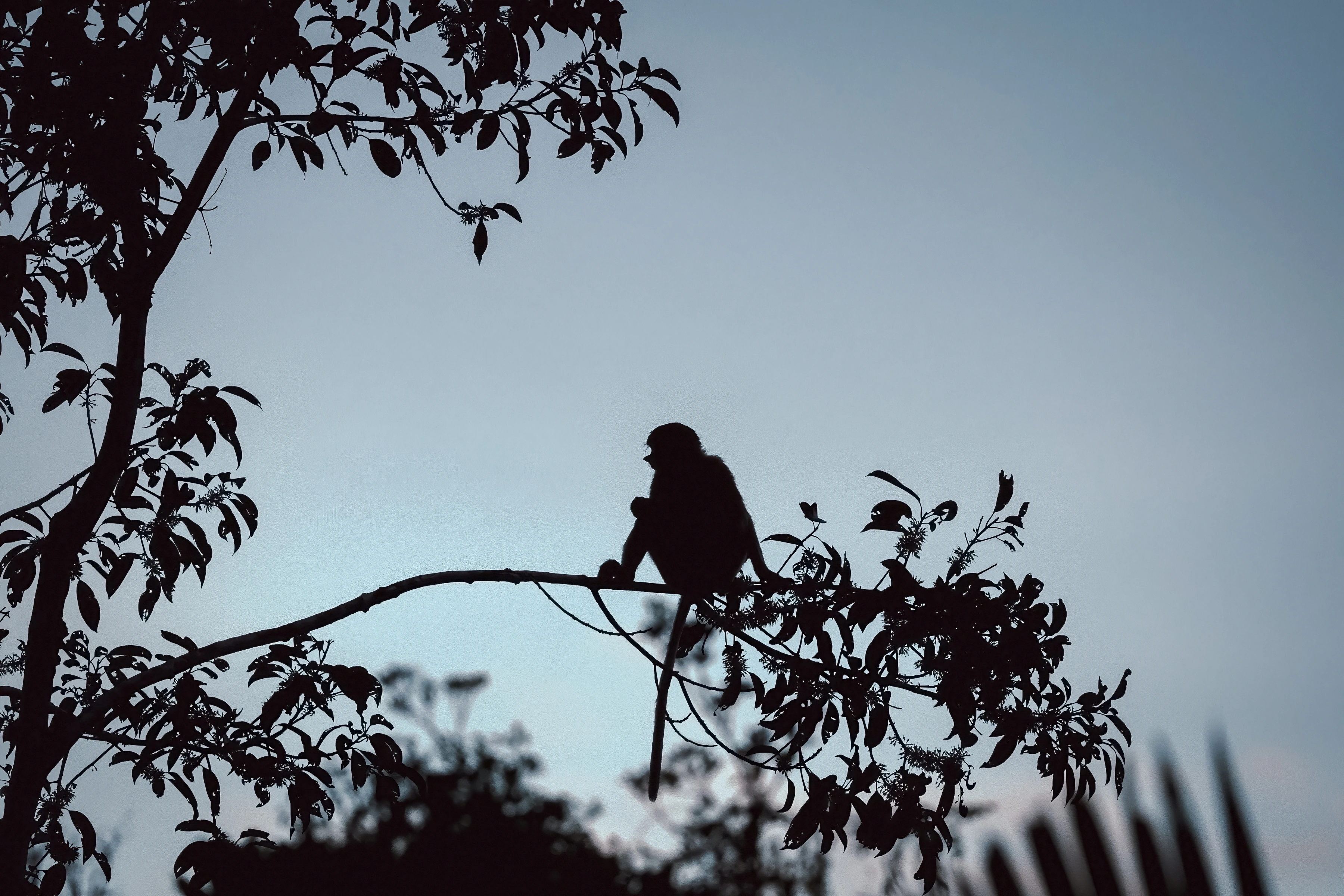 A long-tailed monkey sits on a branch outlined against a pale blue sky.