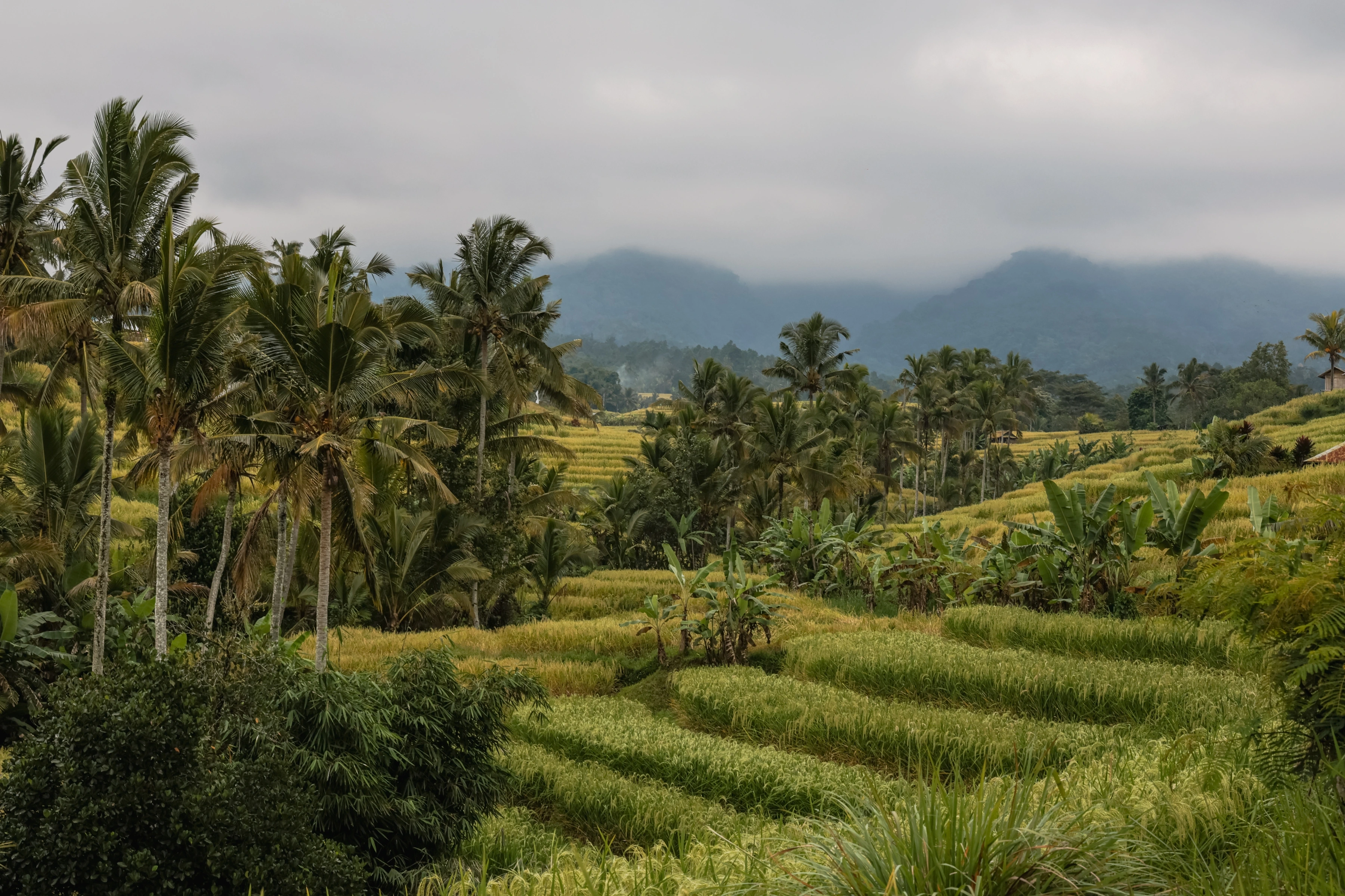 Cultivated terraces and palms extend towards mountains partly hidden by low cloud.