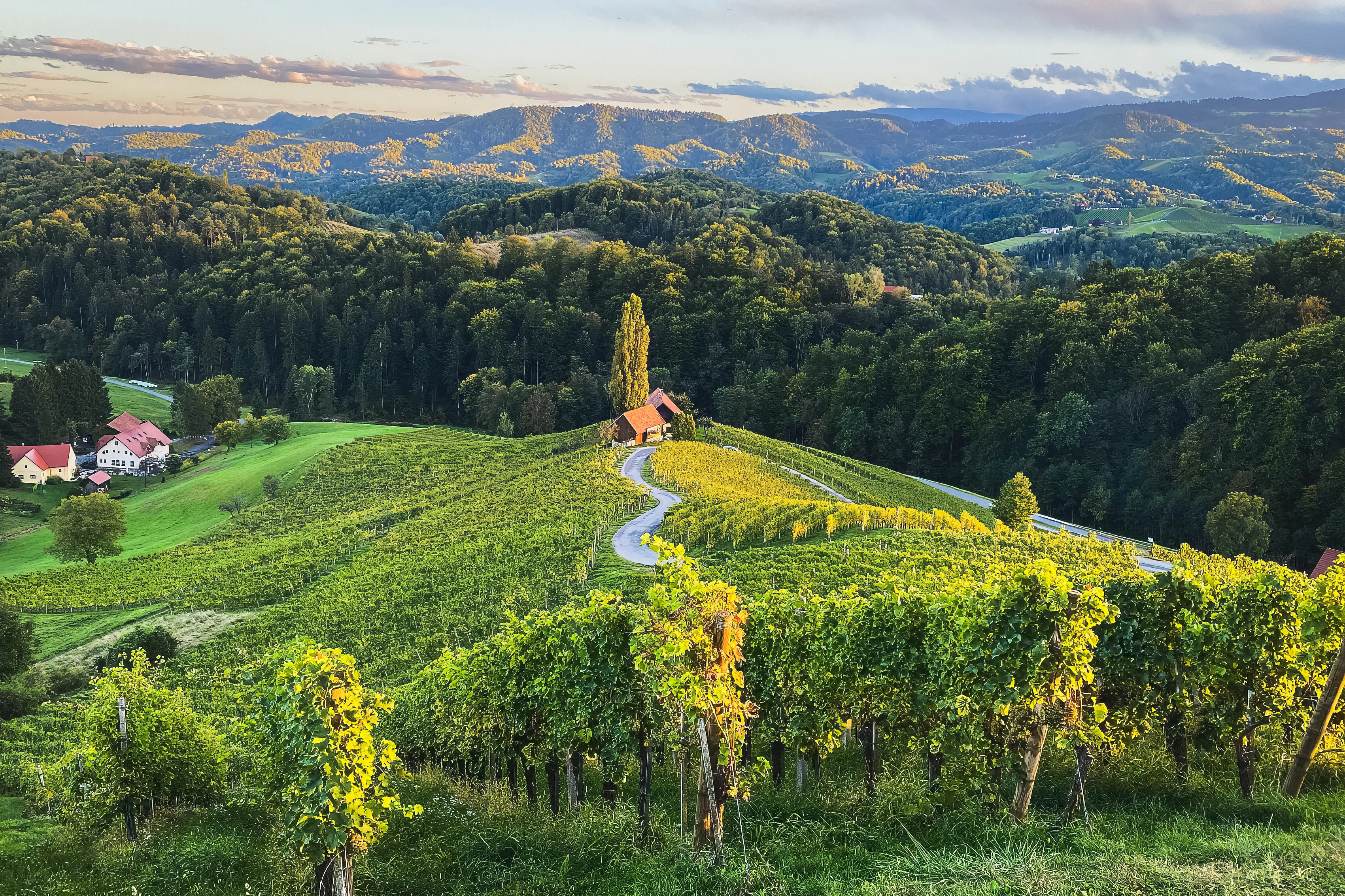 A curving road threads vineyard rows beside a small building and a golden tree.
