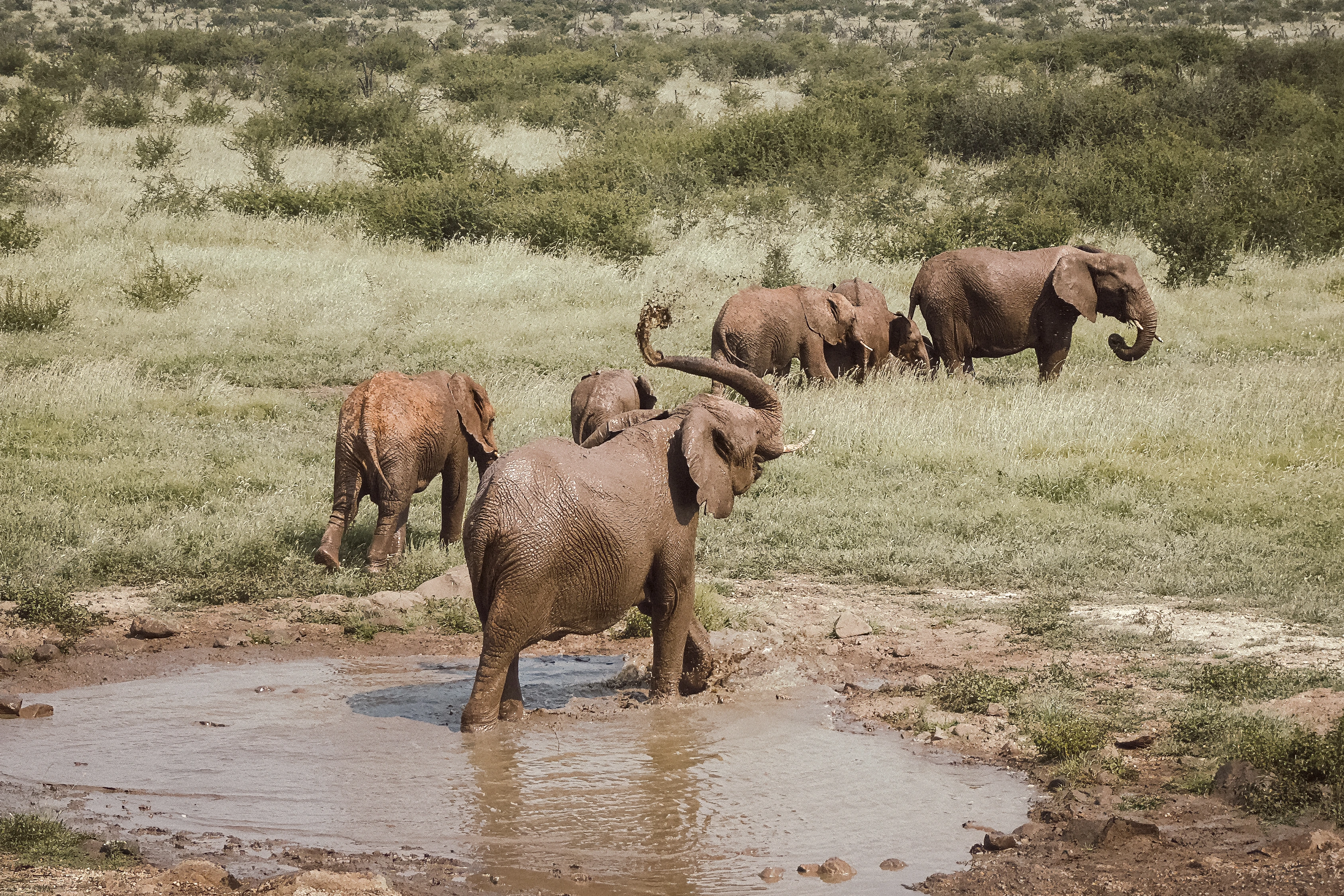 An elephant stands in a shallow muddy pool with its trunk raised and mud airborne above it, while other elephants occupy the receding ground beyond.