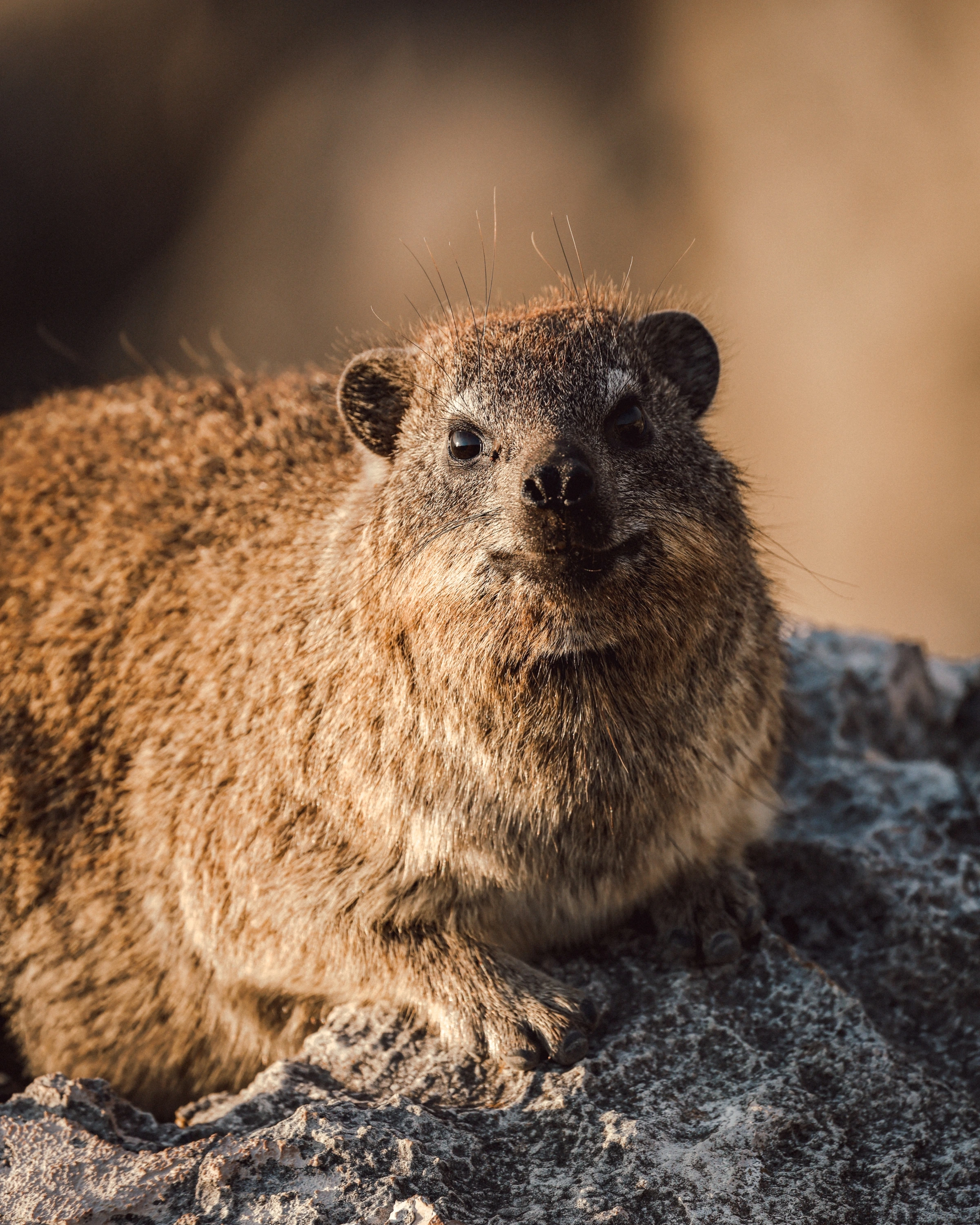 A small brown mammal faces the camera from a rock, with warm light on its fur and visible whiskers.