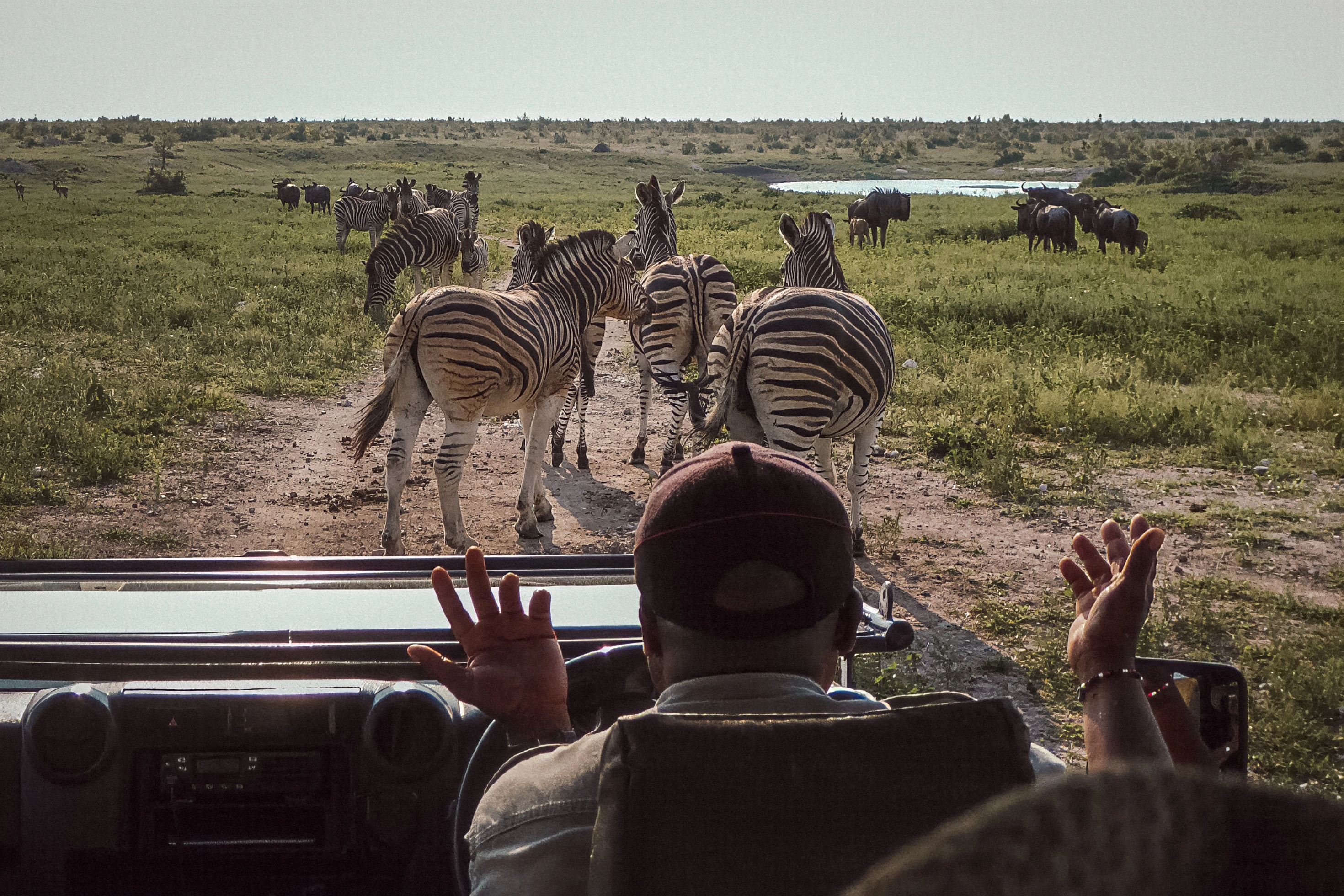 A person raises both hands inside a vehicle while zebras occupy the road ahead.