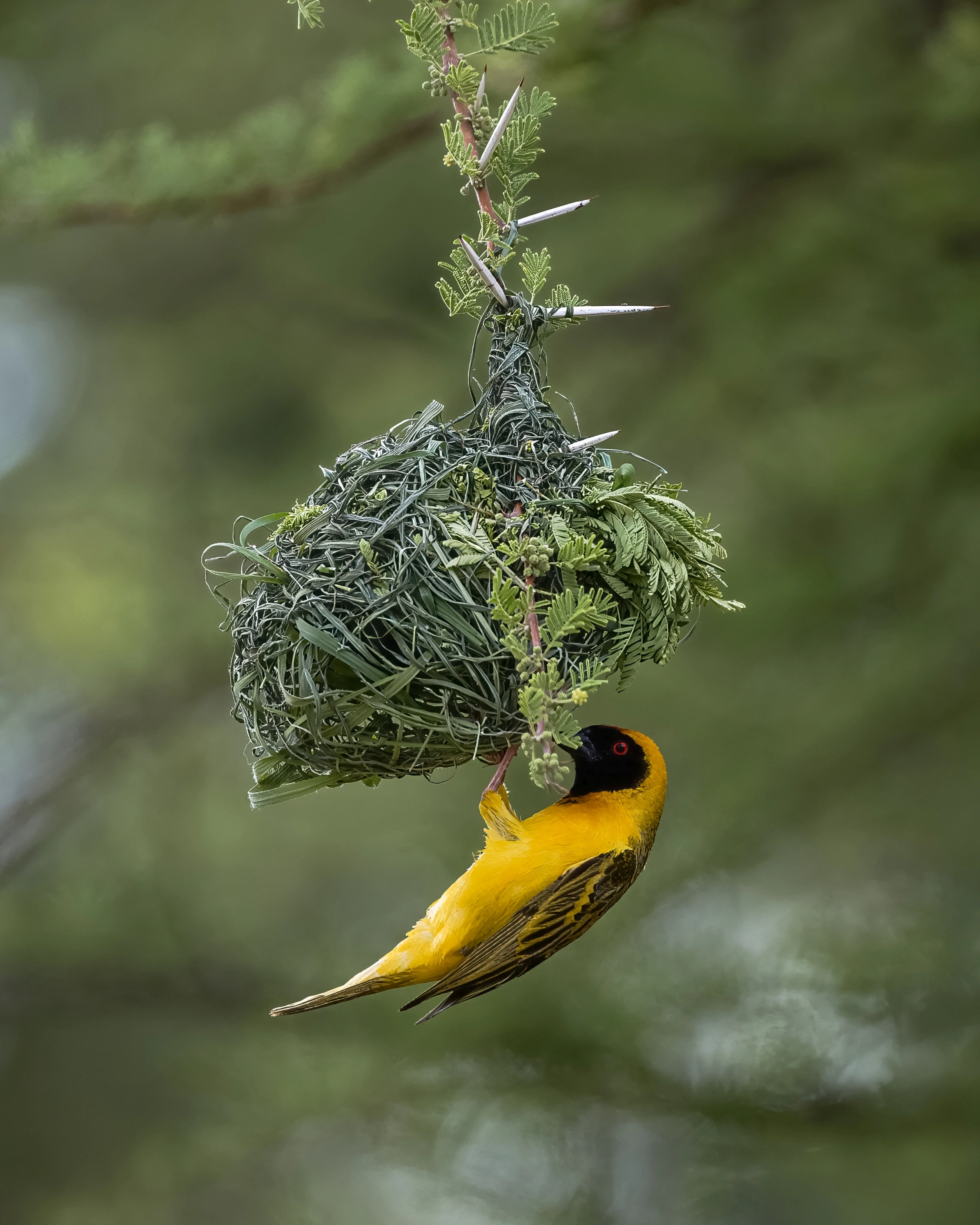 A yellow bird with a dark face hangs beneath a woven green nest attached to a thorny leafy stem, with its visible eye beside partly obscuring leaves.
