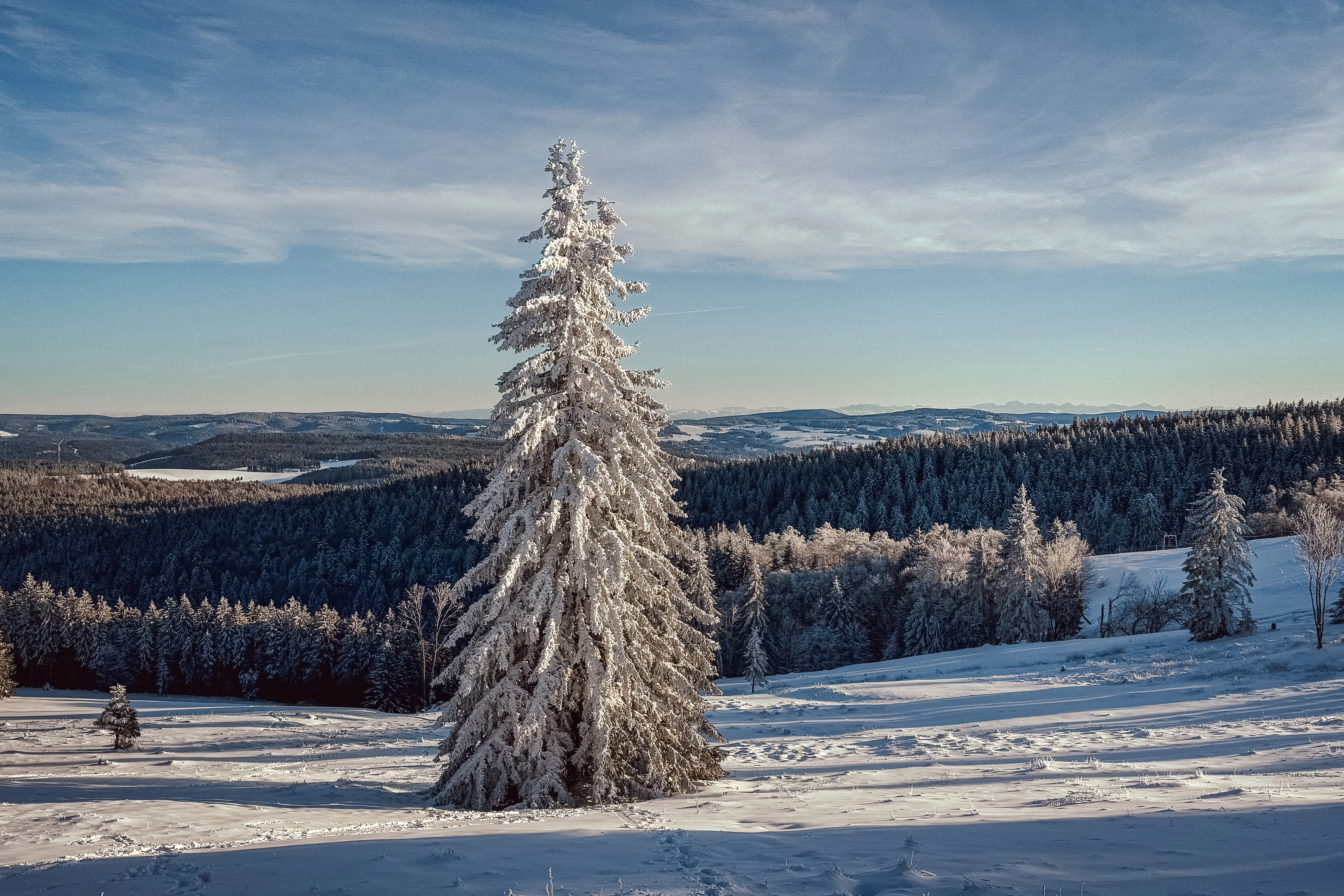 A white-coated conifer rises from snowy ground in front of darker forest bands.