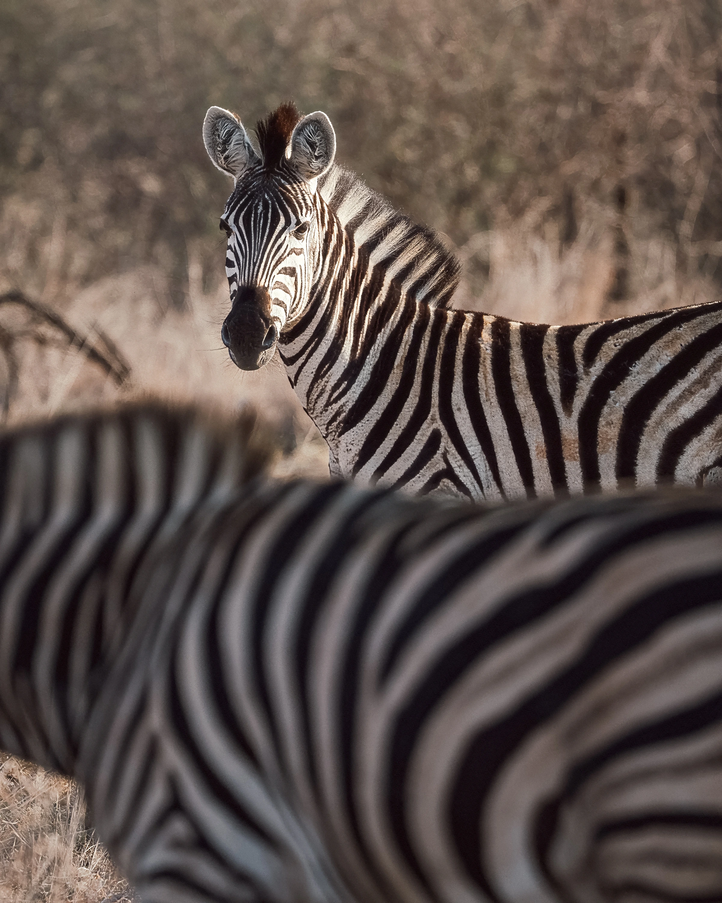 A sharply visible zebra looks past the blurred striped body of another.