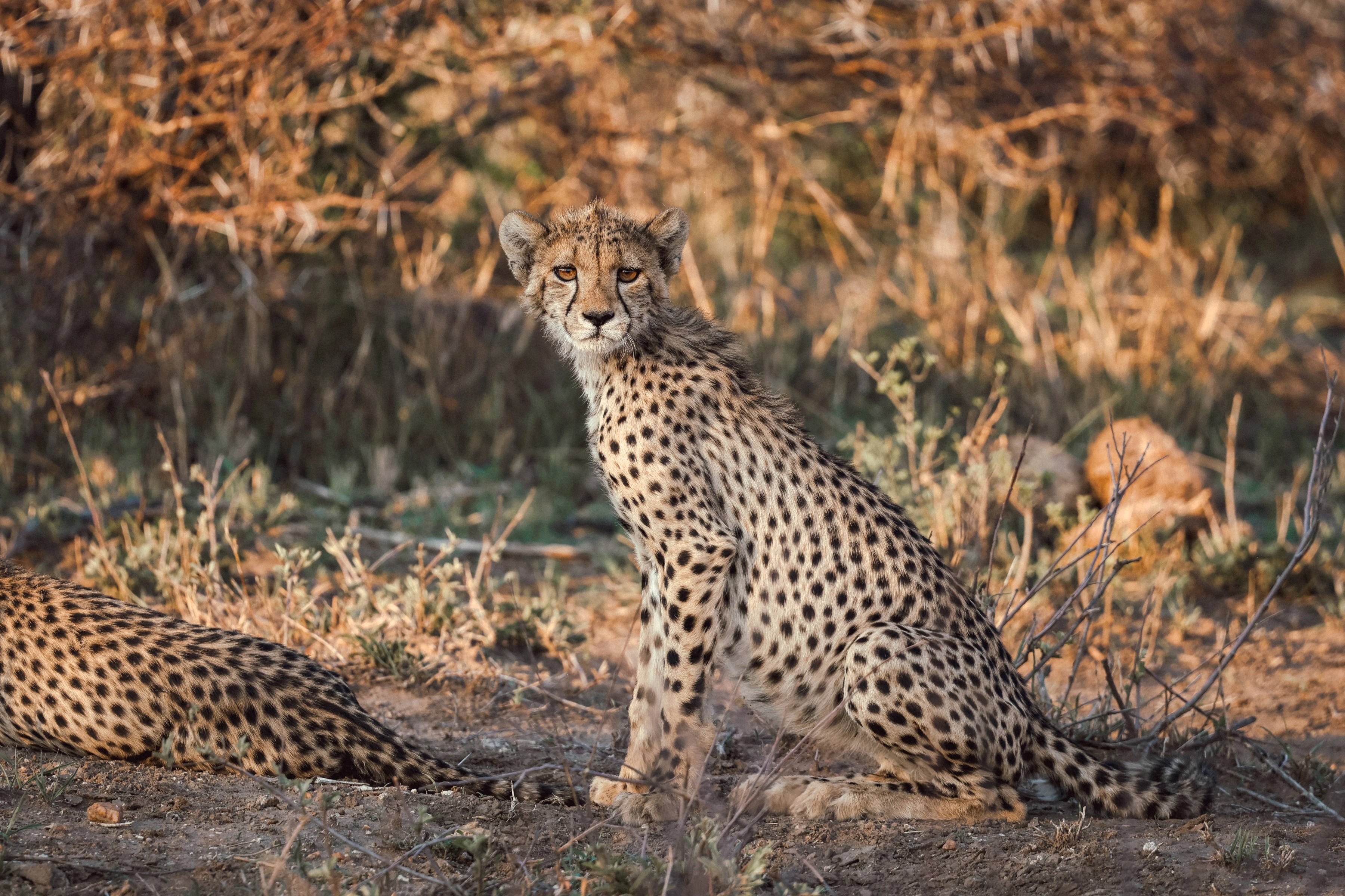 A seated cheetah faces the camera among dry stems, with a second spotted body cut by the left edge and the main animal's tail extending toward the right.