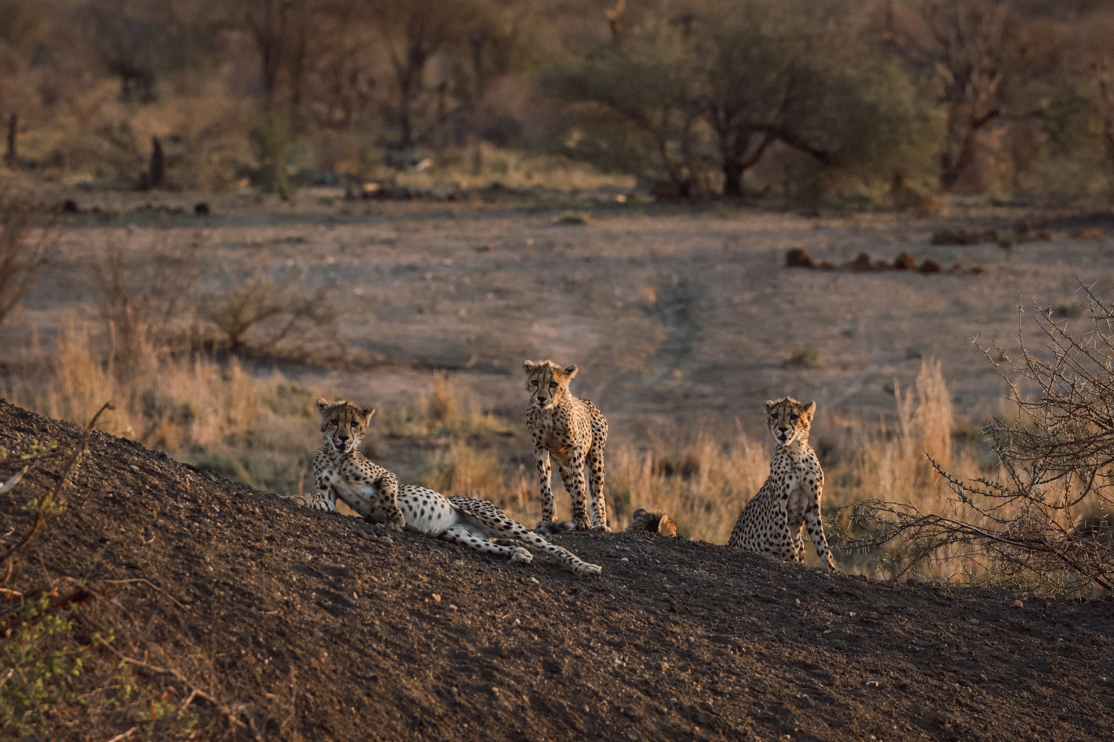 Three cheetahs occupy a diagonal bare slope in separated reclining, standing and seated postures, with open ground, grasses and trees receding behind them.