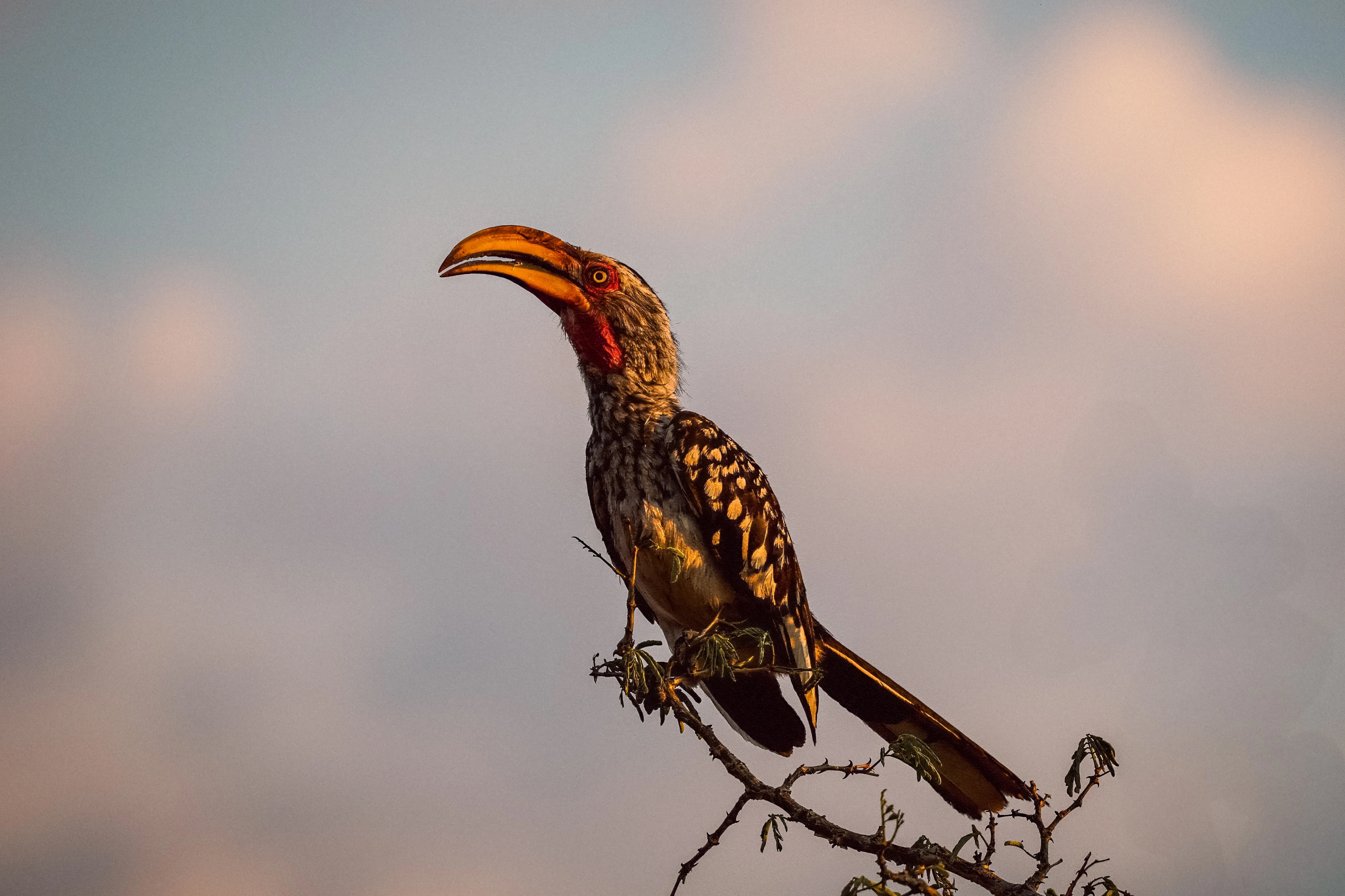 A bird with a large curved yellow-orange bill and red throat perches on a thorny branch in warm side light, with broad grey-pink background in a horizontal frame.