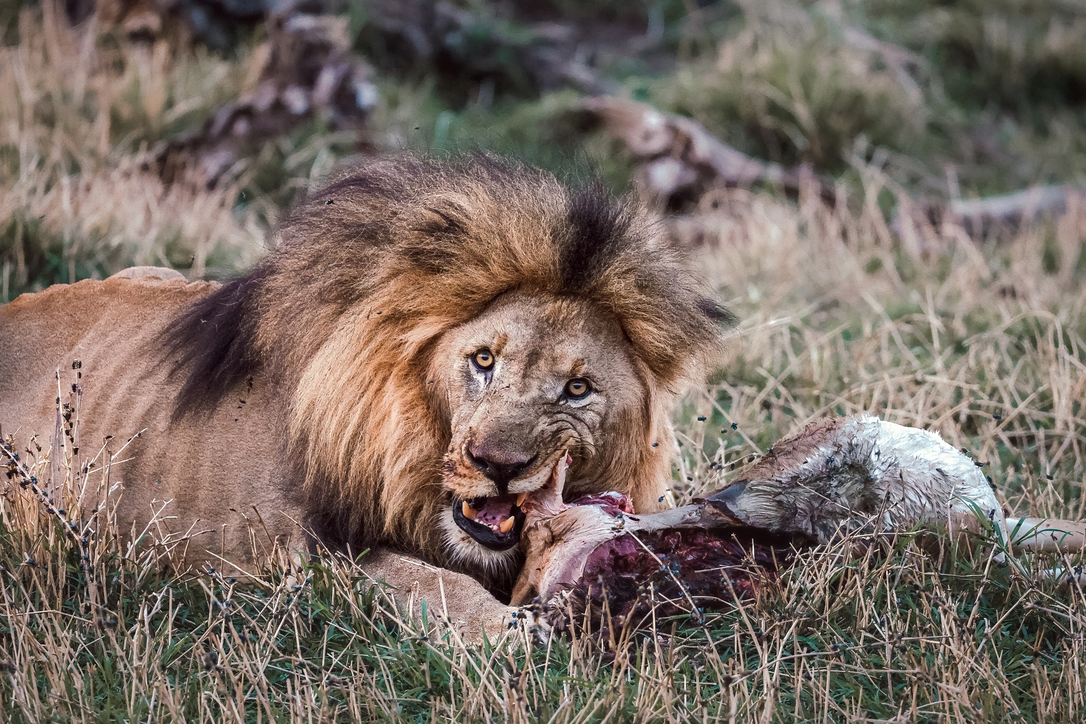 A lion lies in dry grass with its mouth pulling visible flesh from a carcass, eyes directed toward the camera and insects on the surrounding surfaces.