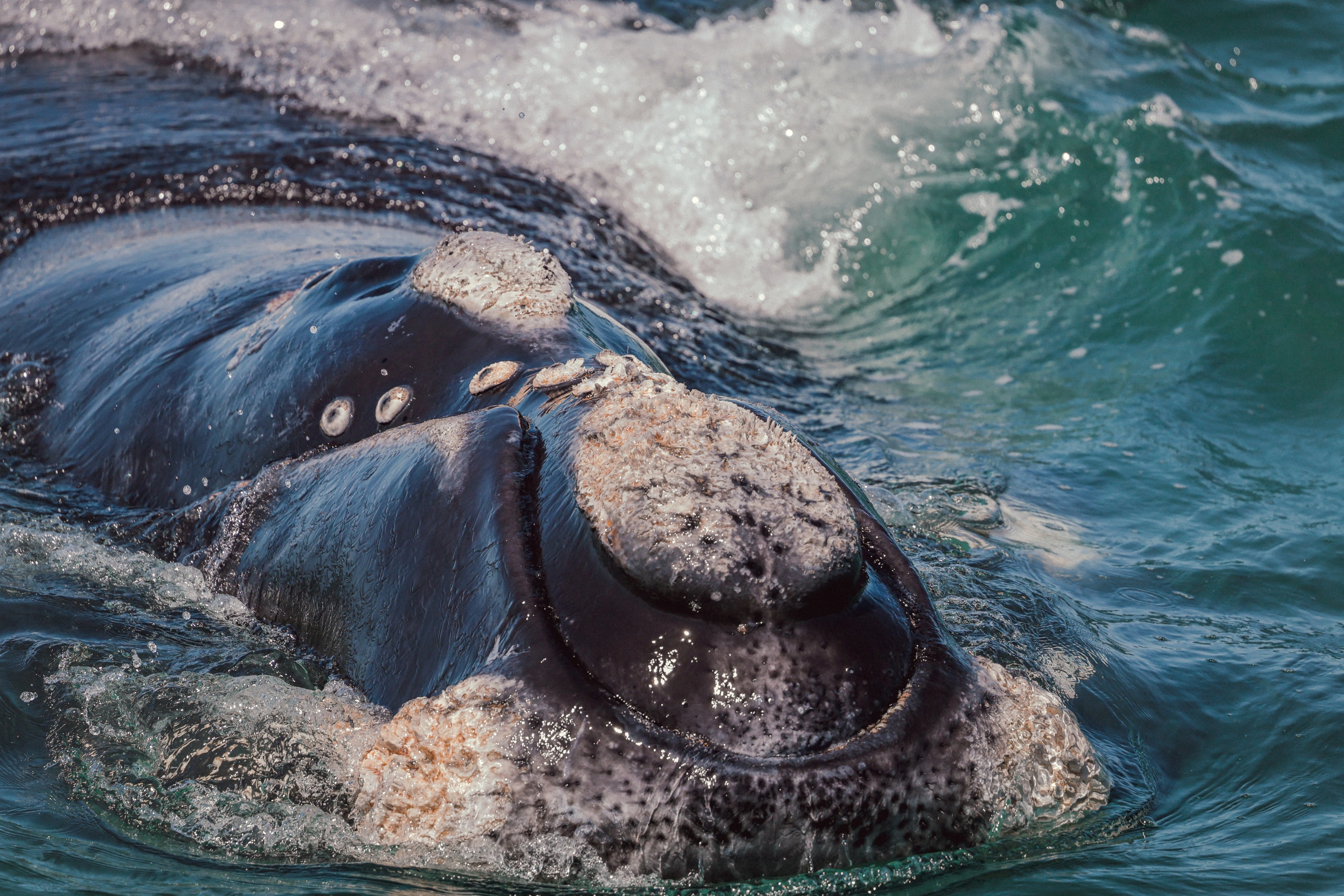 A close whale head breaks the water surface, with pale raised patches, dark wet skin and blue-green water and foam surrounding it.