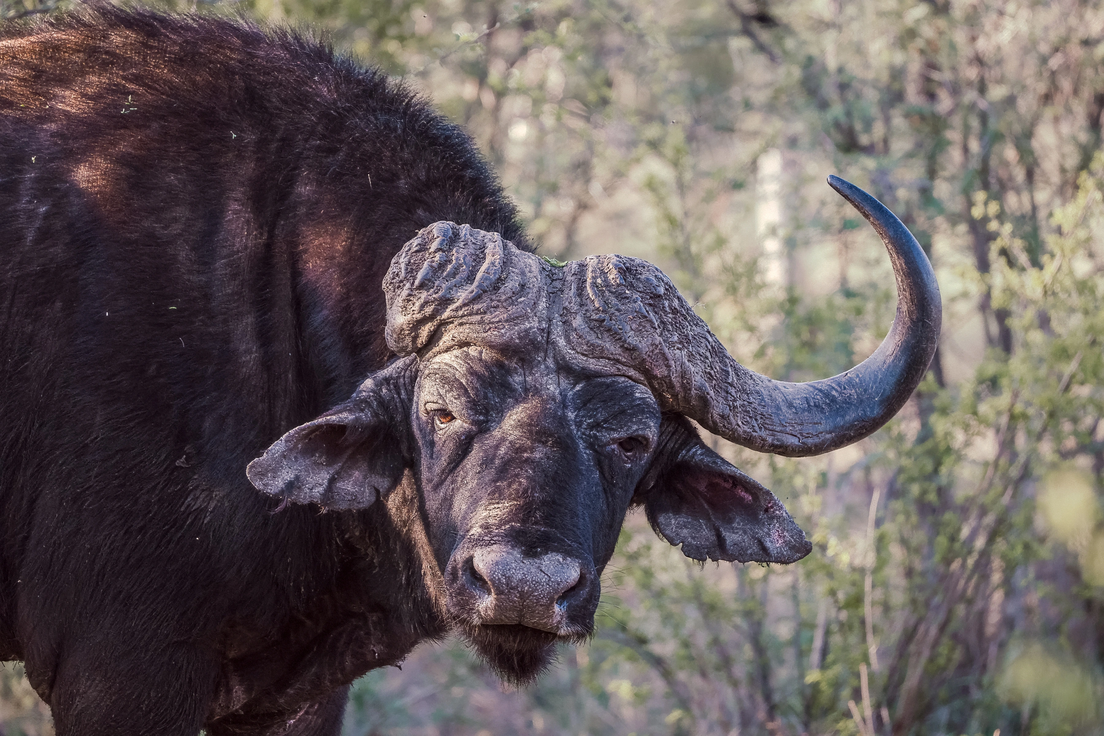 A buffalo tilts its head toward the camera, with an asymmetric horn outline, one long upward-curving horn and a broad dark shoulder against softly rendered woodland.