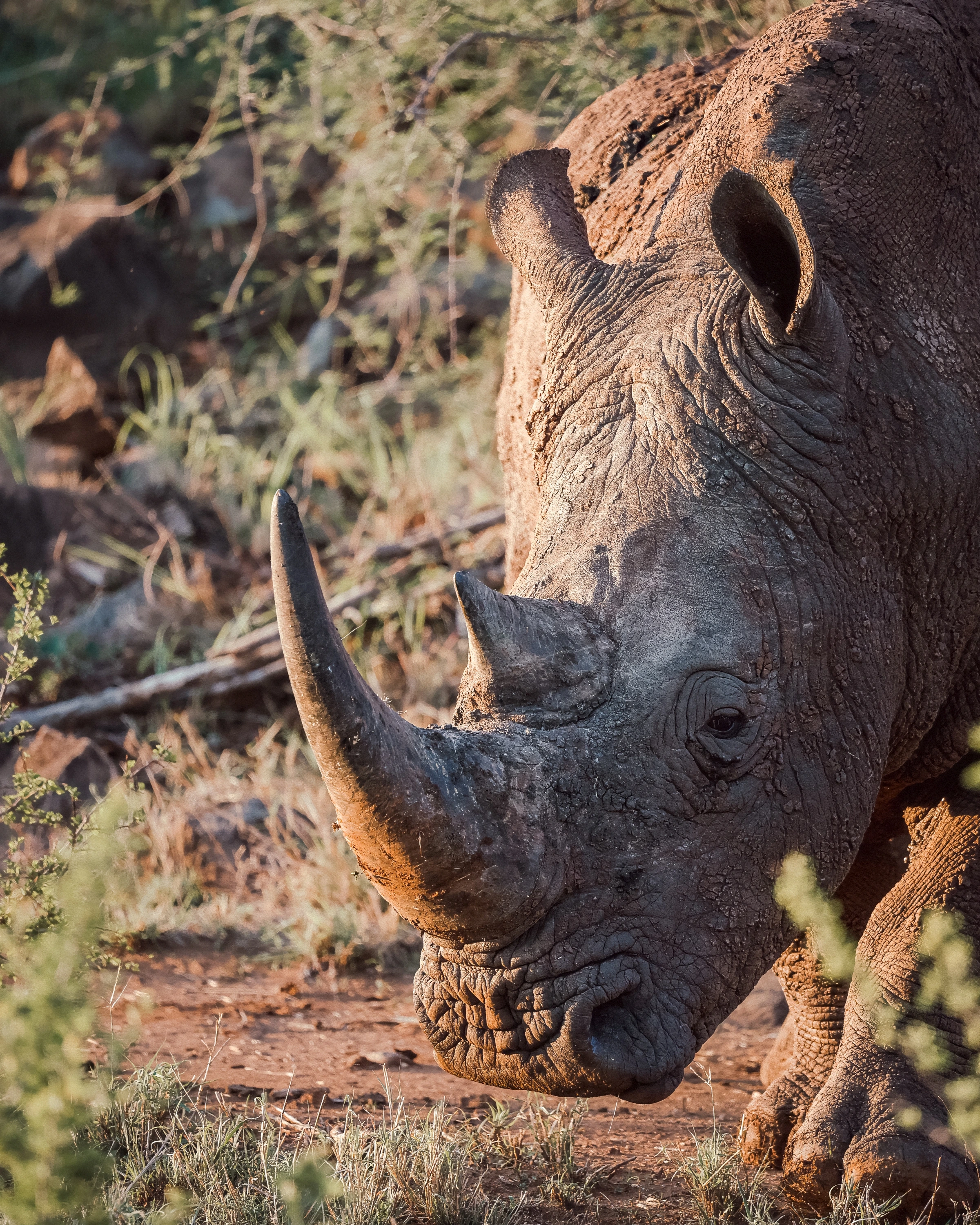 A rhinoceros lowers its head diagonally in a vertical frame, showing both horns, one eye, textured skin, ears and part of a foreleg among sunlit vegetation.
