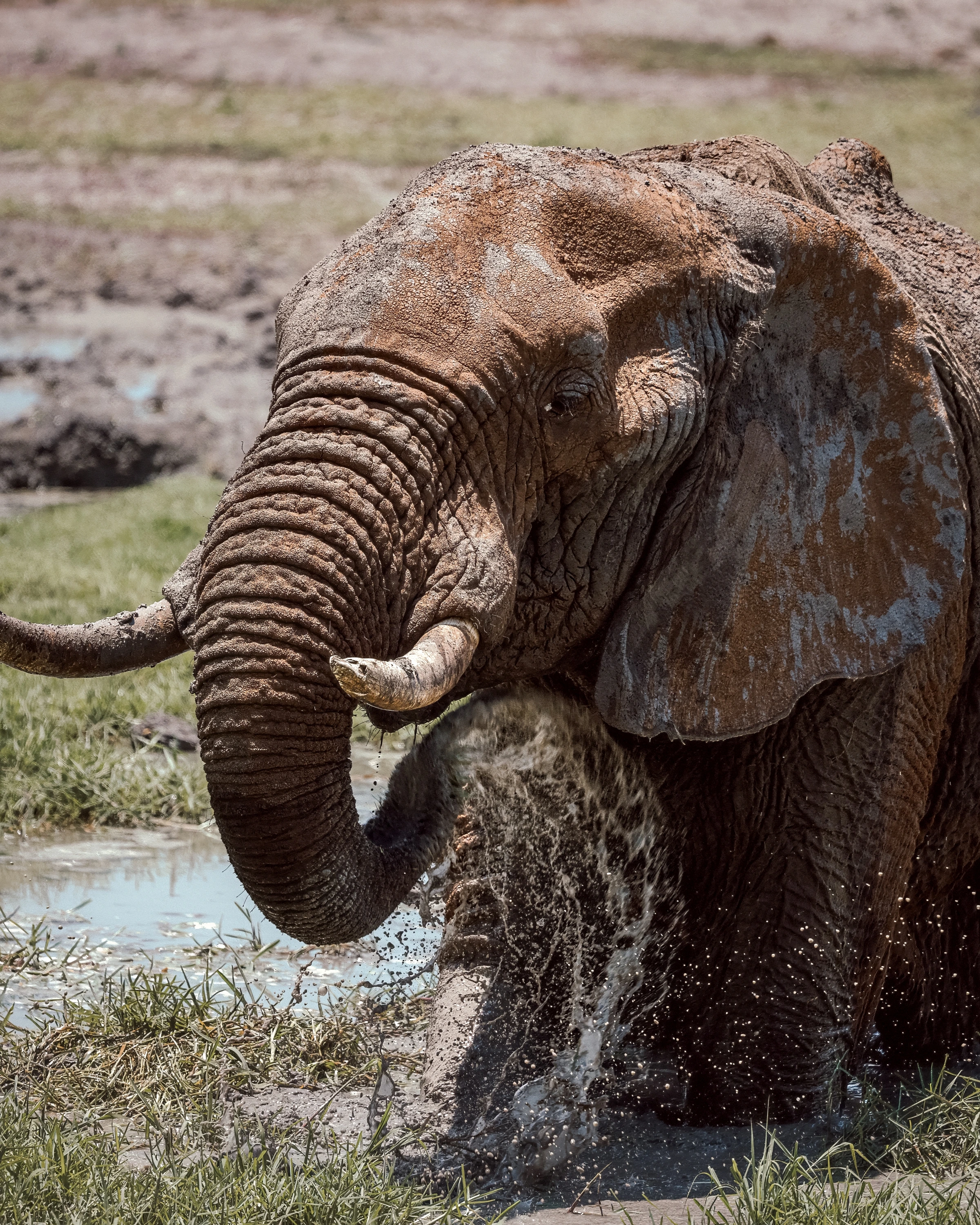 A mud-coated elephant fills a vertical frame with its trunk curled inward and a sheet of splashing water before its chest and forelegs, while a tusk runs out of the left edge.