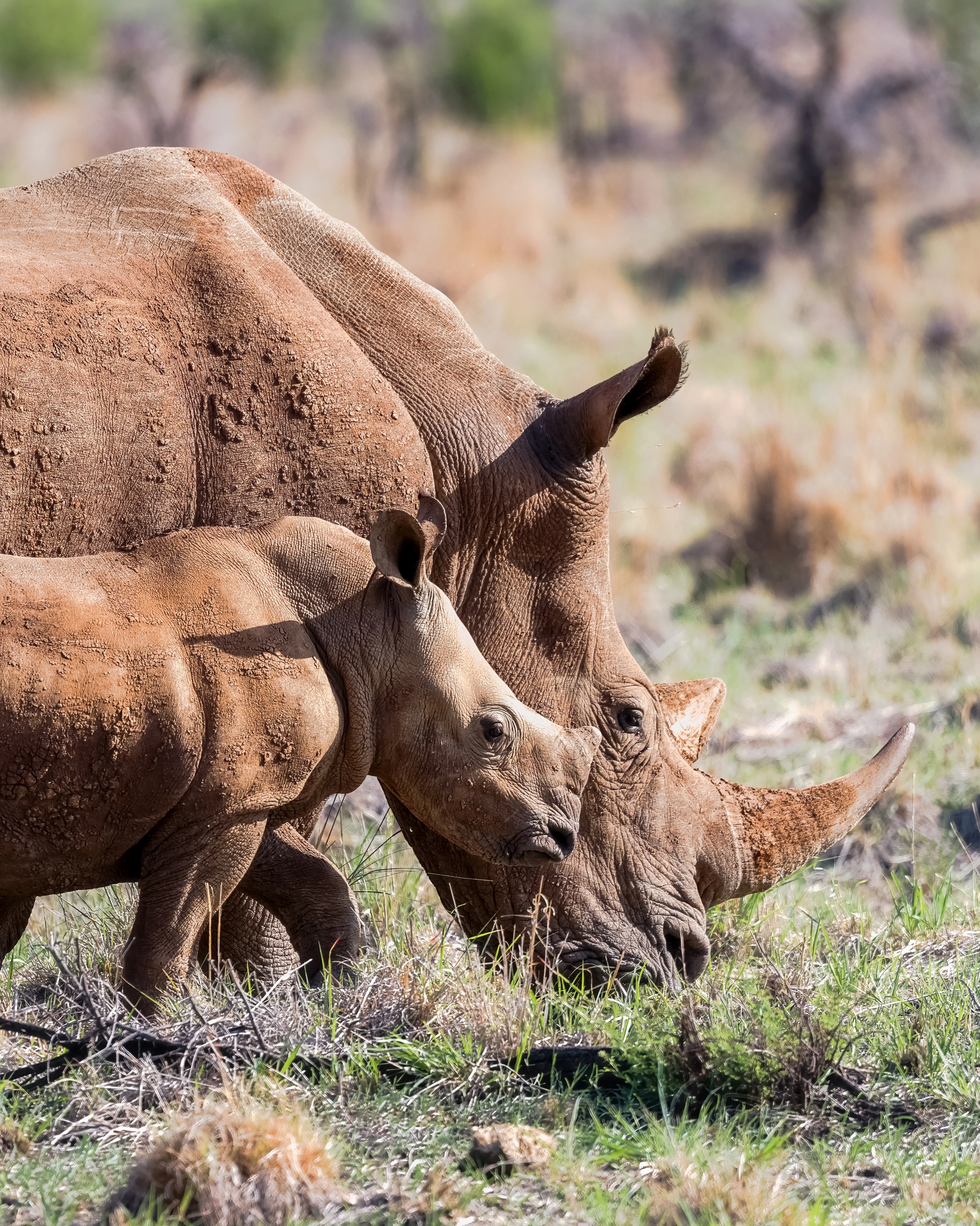 Two rhinoceros heads of different sizes overlap closely in a vertical frame, with the smaller animal before the larger lowered head, reddish mud on their skin and bright grass below.