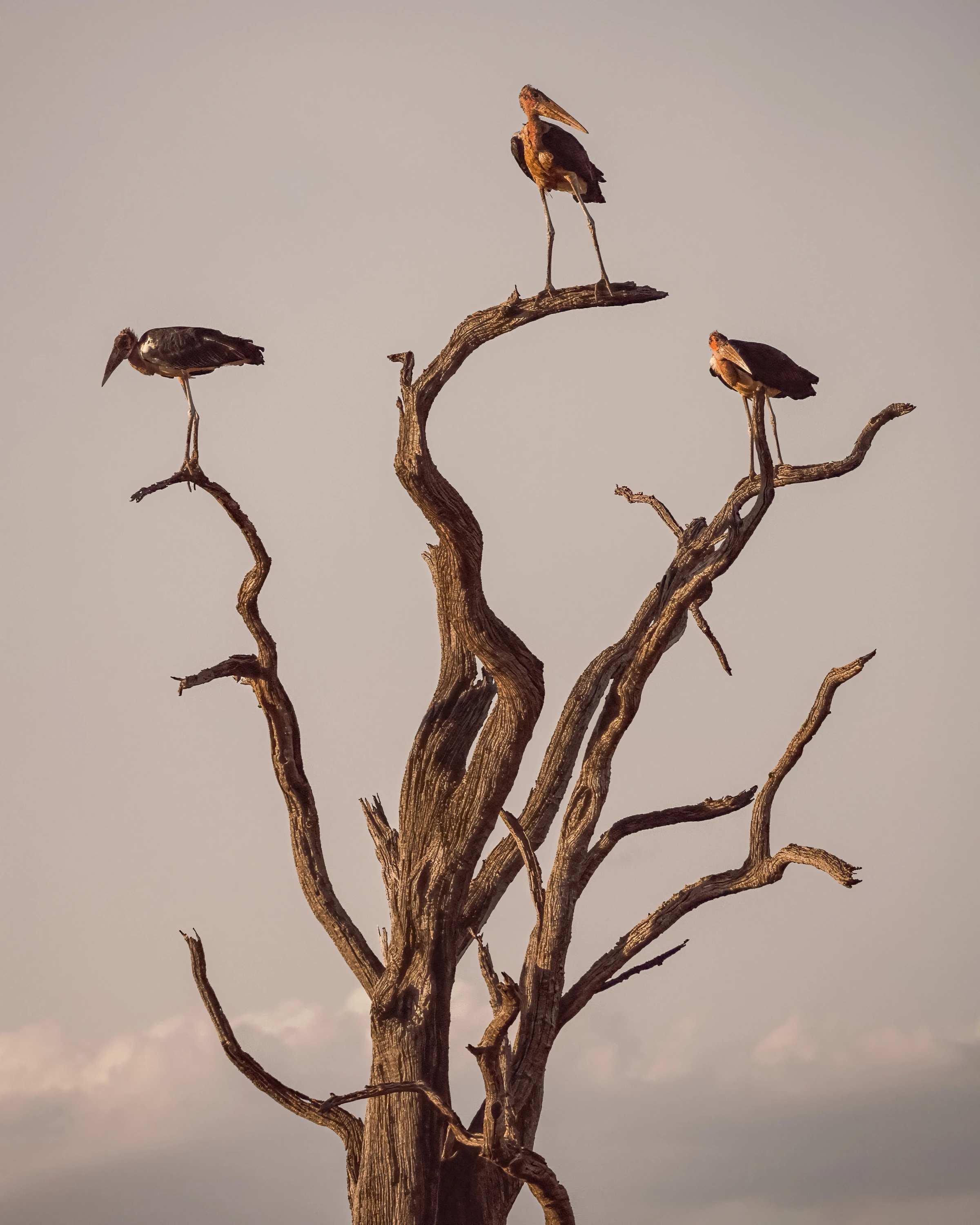Three long-legged, long-billed birds perch on separate branches of a bare twisting tree, with warm light on their fronts against a quiet pale sky.