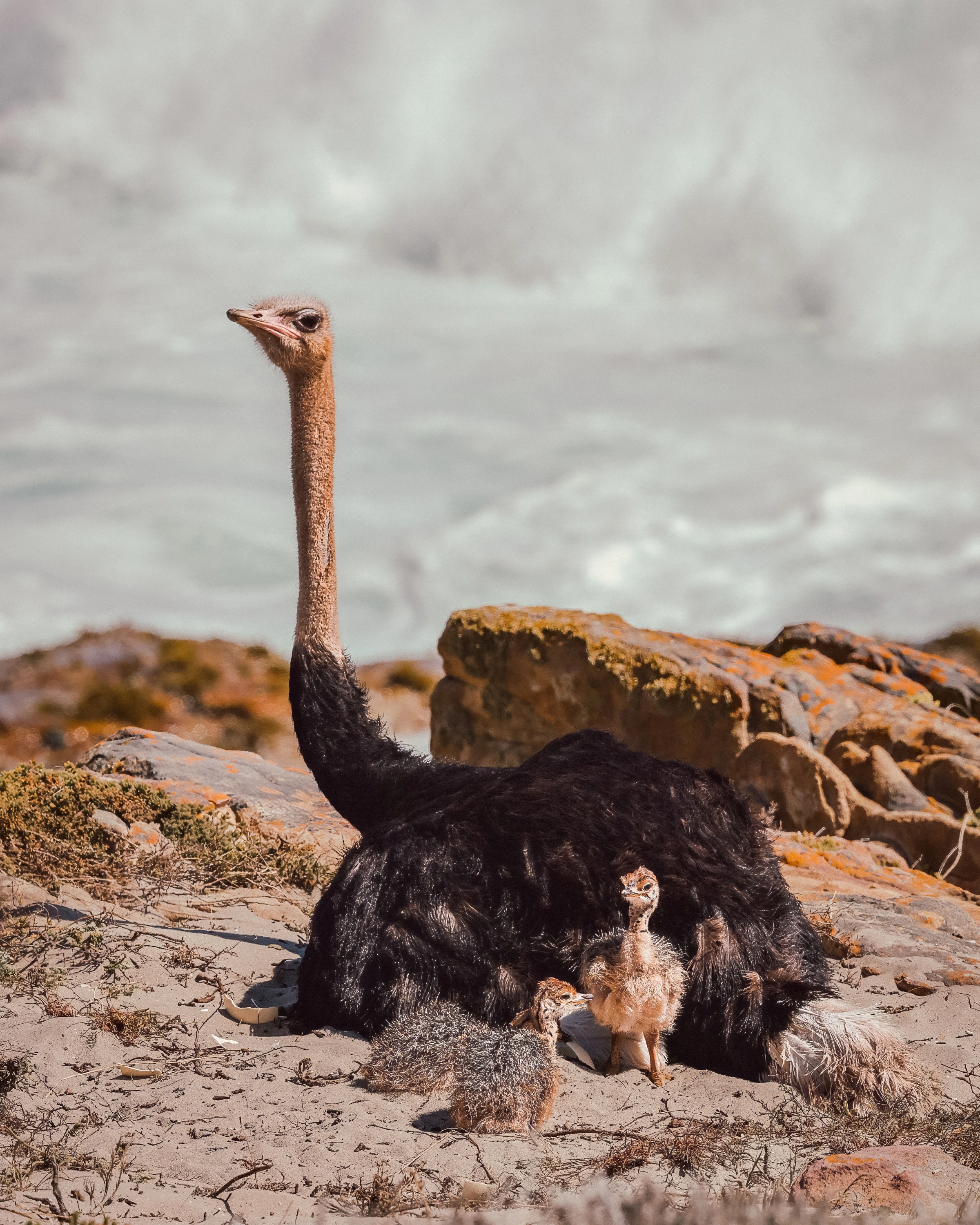 An ostrich sits among rocks with smaller ostriches beside its body, against a strip of ocean.