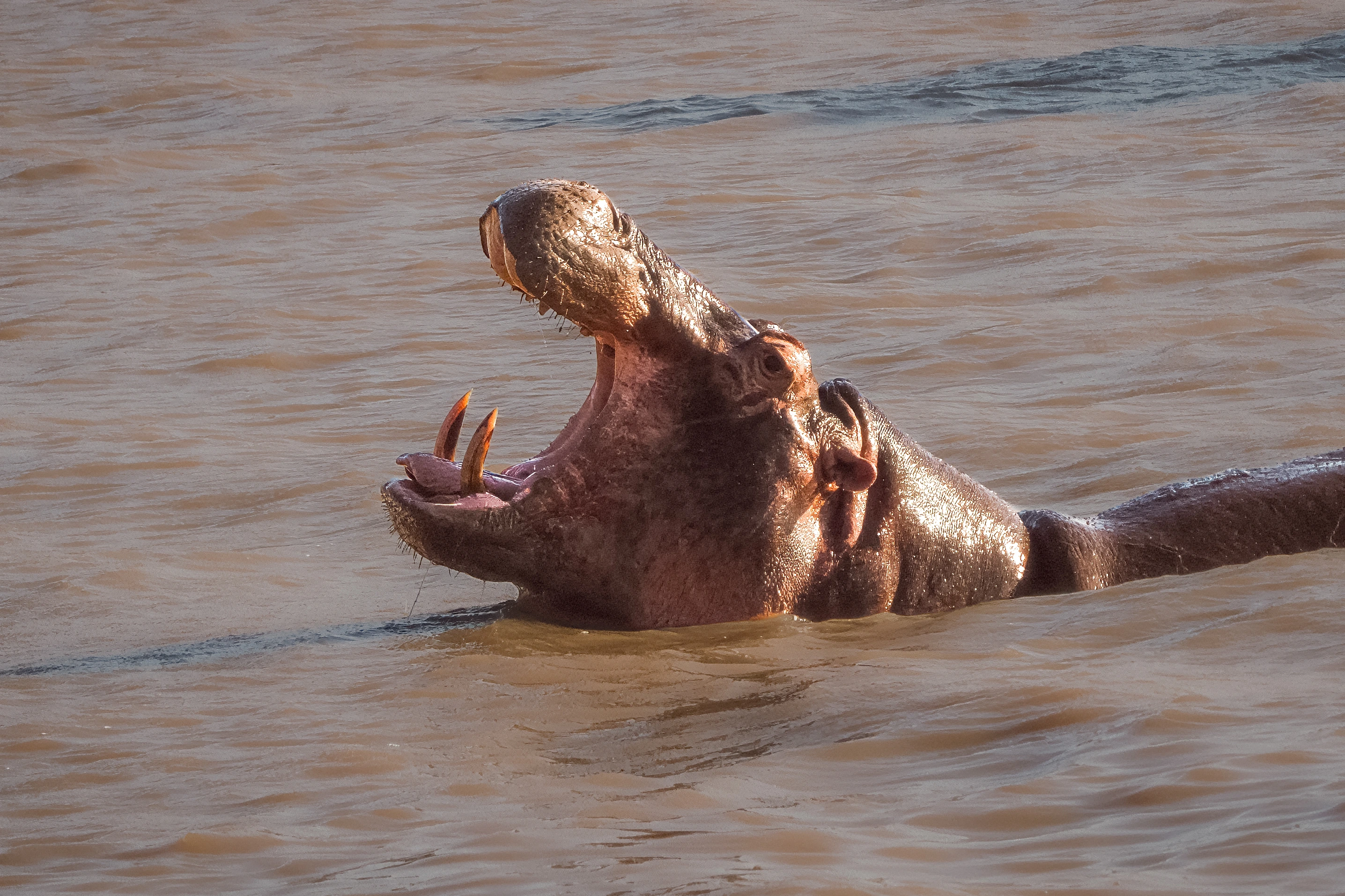 A hippopotamus raises its head from brown water with jaws fully open, tusks visible and warm light catching the wet skin.