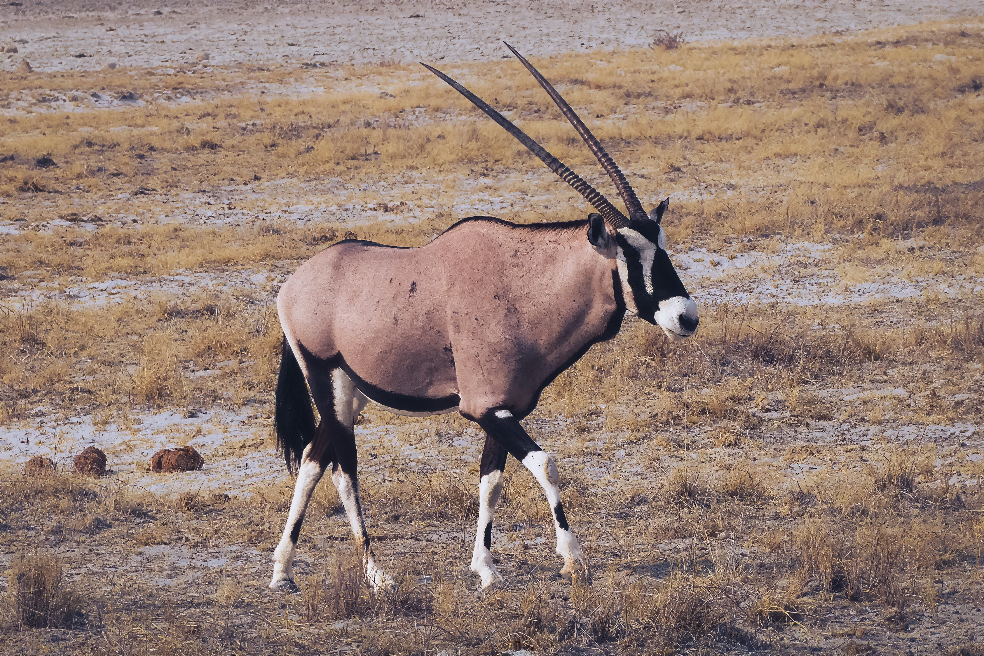A long-horned antelope walks across dry grass and stony ground, with black-and-white facial markings, its full body visible and one front leg raised.