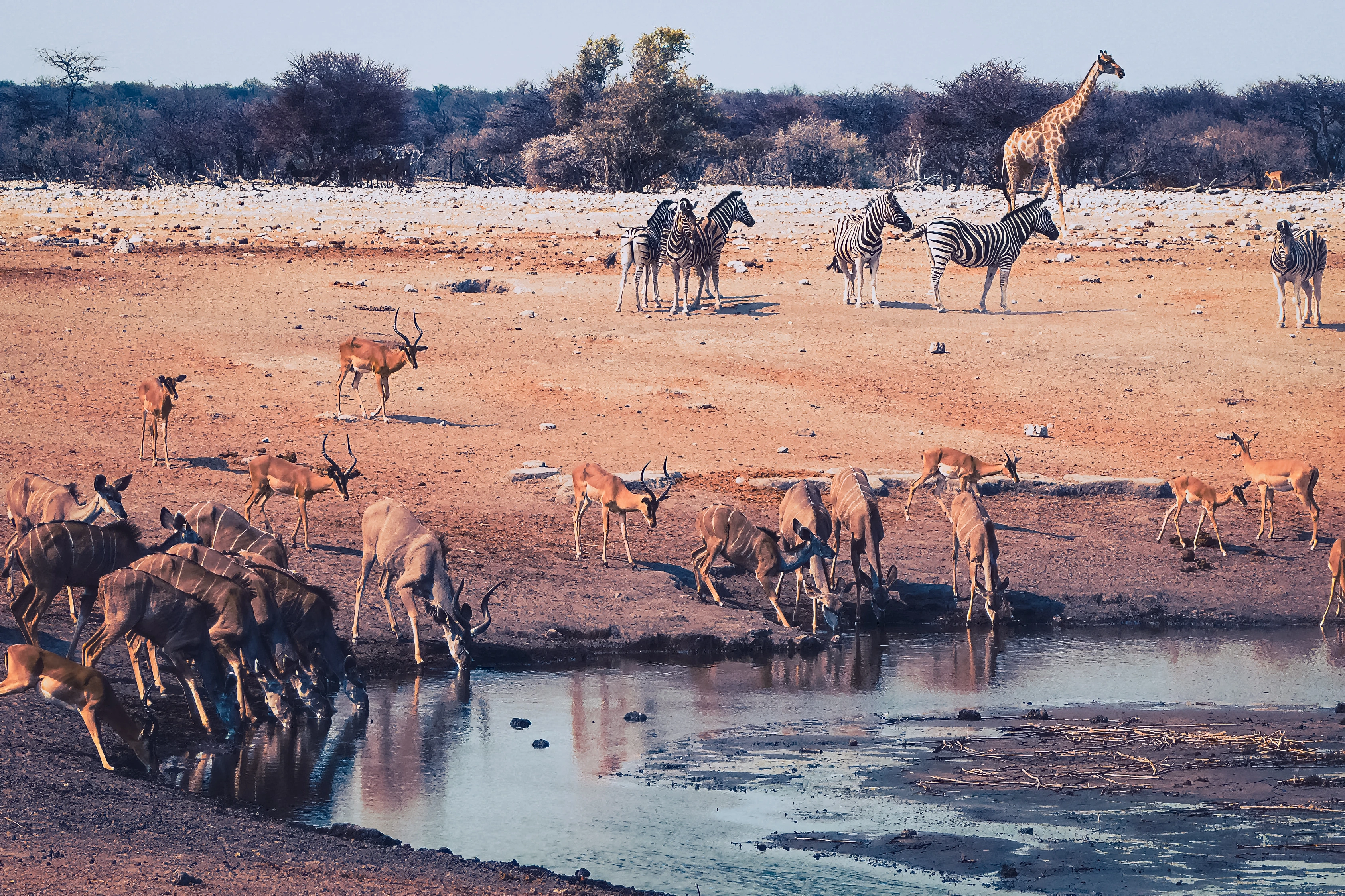 Antelope drink and stand around a curved water edge in the foreground, with more antelope, zebras and a giraffe distributed across the dry ground toward a distant tree band.