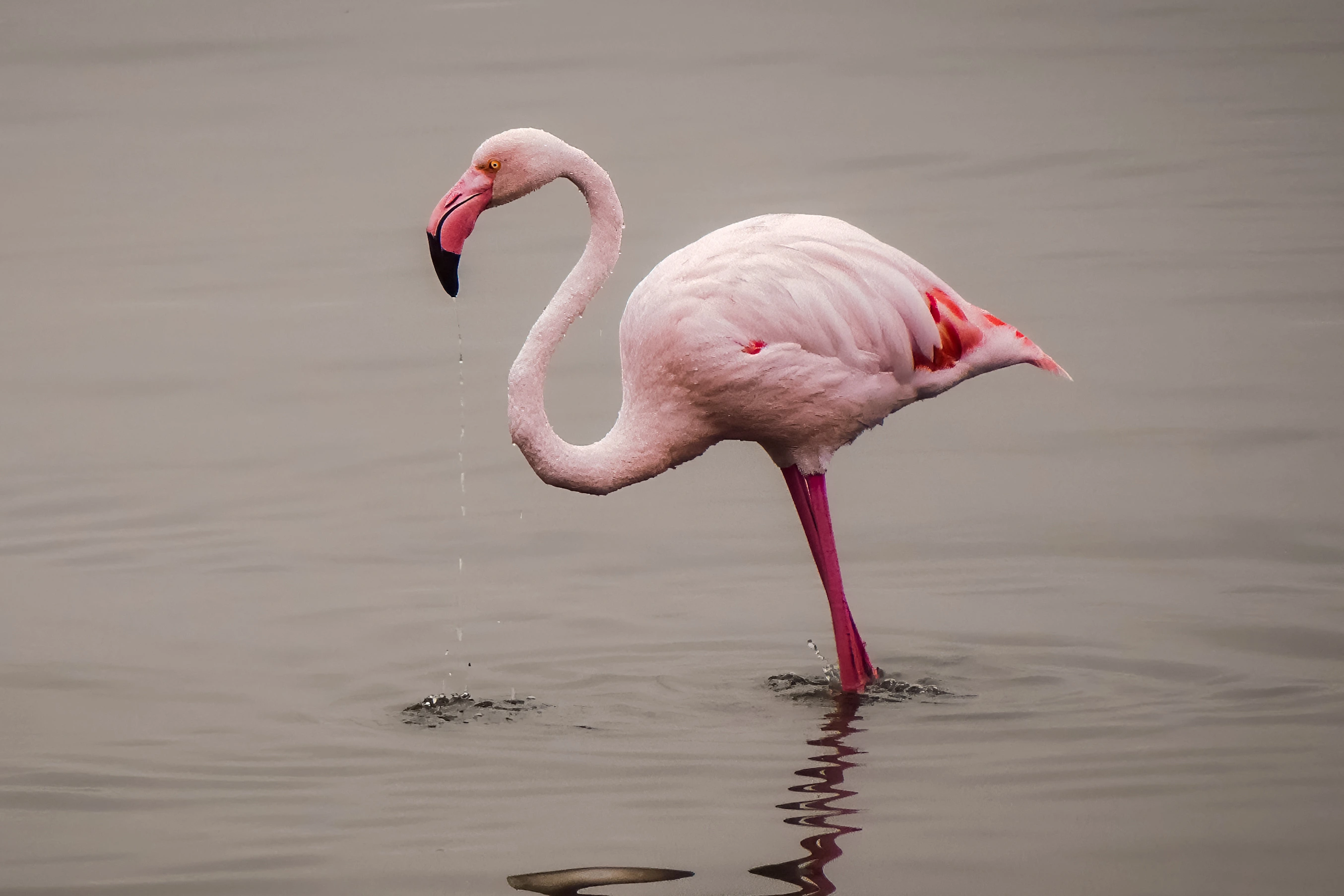 A pink flamingo stands in grey water with its curved neck raised, a short trail of droplets falling from its beak and a small splash beside its broken reflection.