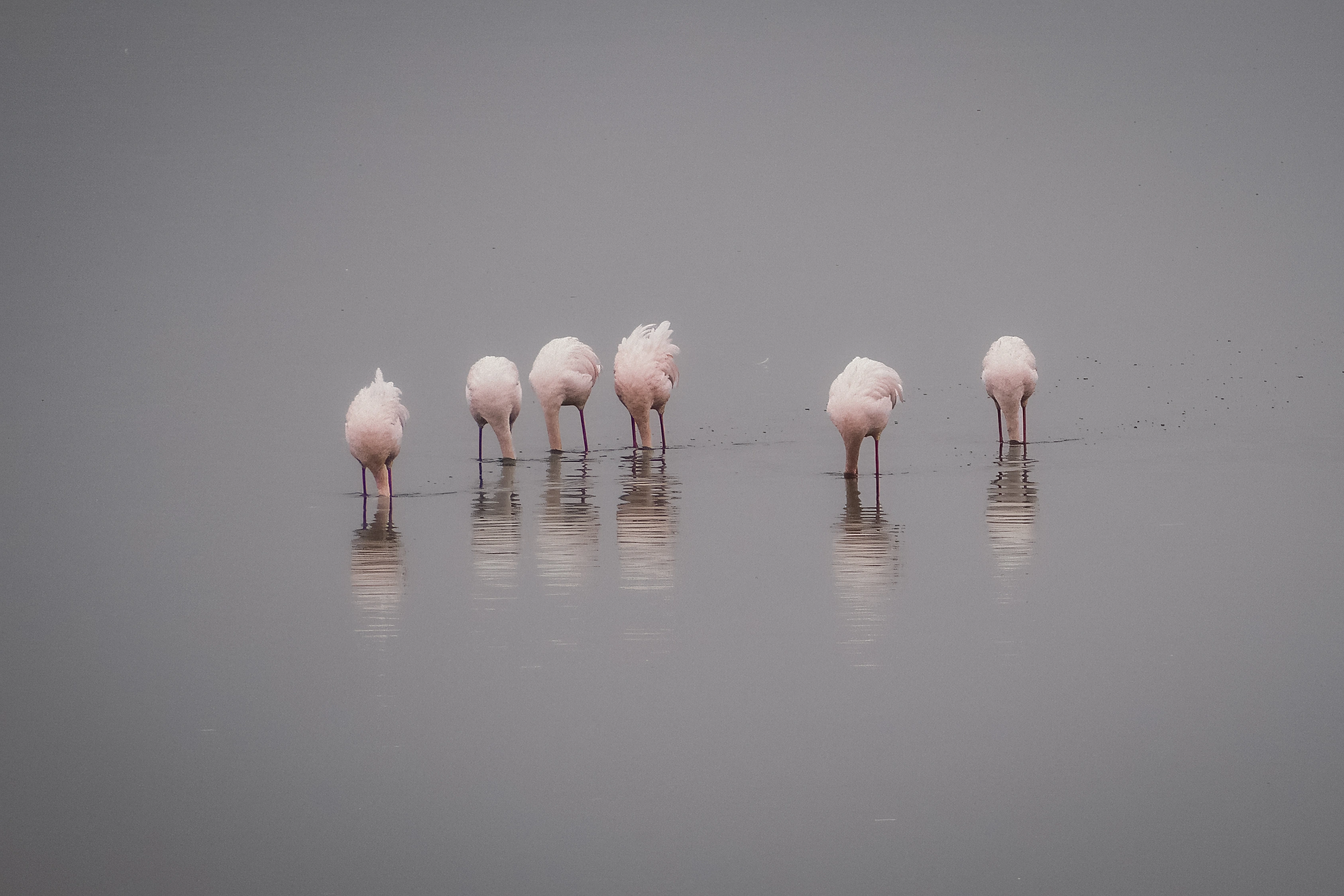 Six pale pink flamingos stand head-down in grey water, four grouped on the left and two more widely spaced on the right, with thin legs and broken reflections below.