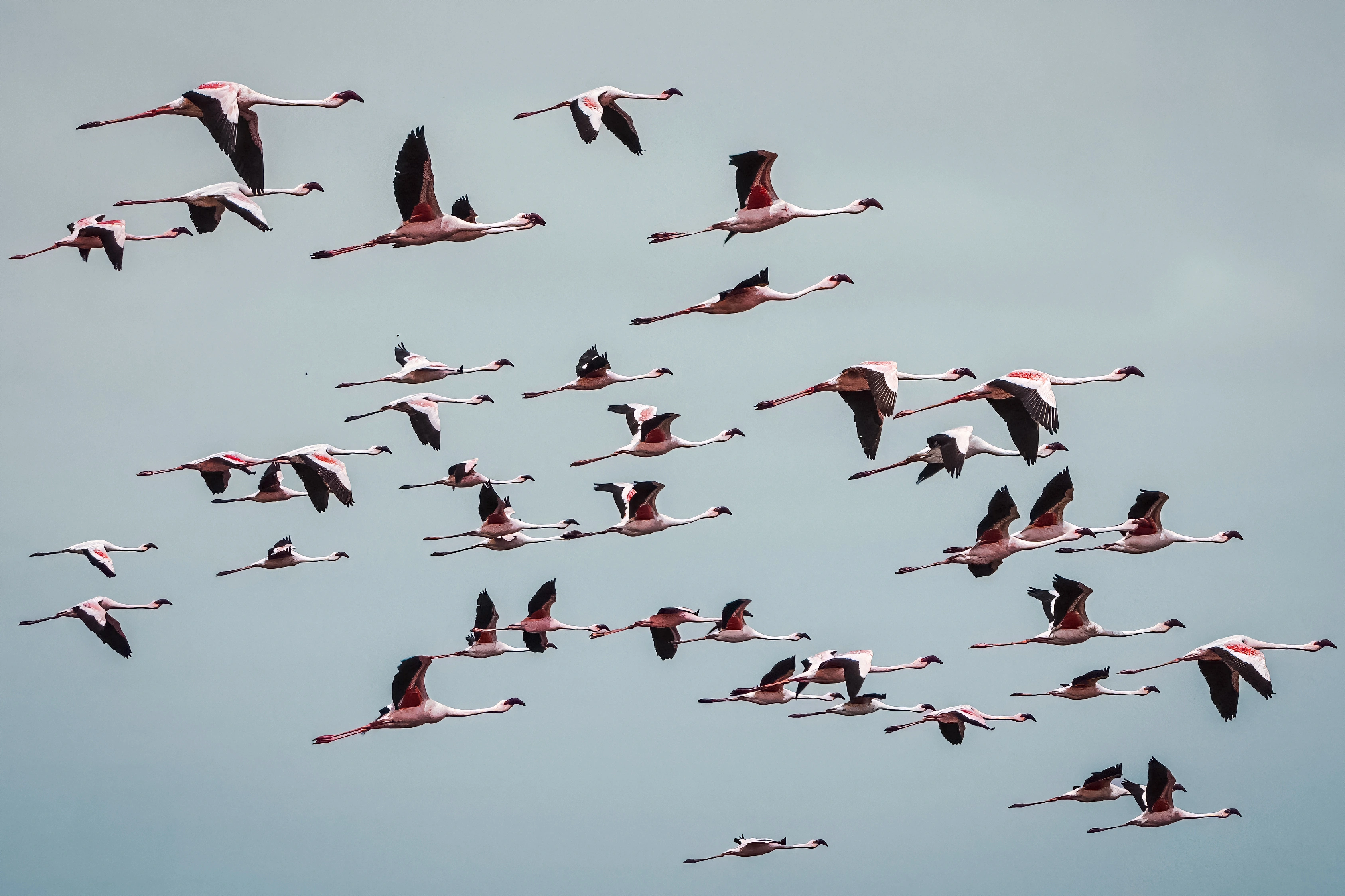 A flock of flamingos crosses the frame with varied wing positions.
