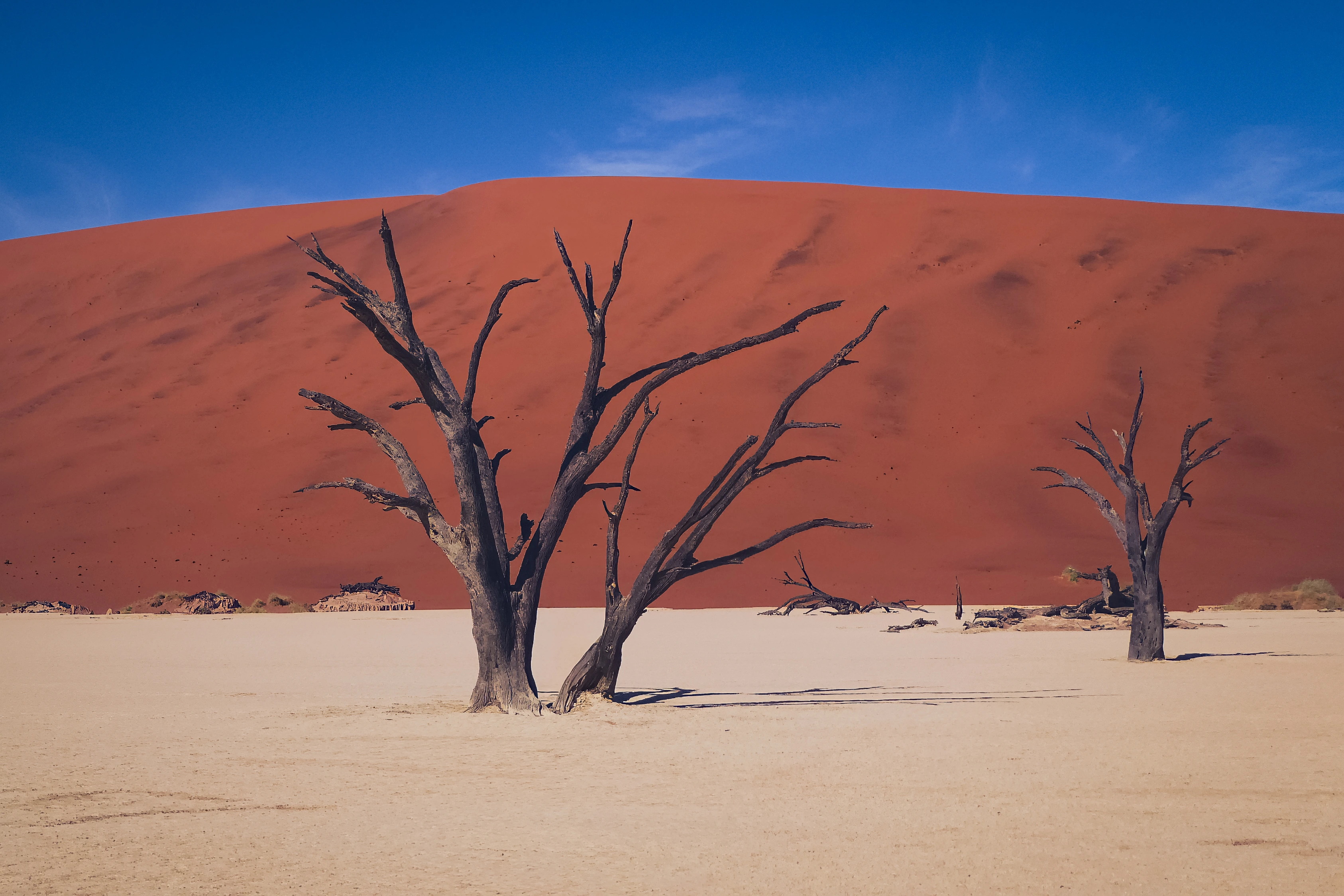 Bare trees stand on pale sand in front of an orange dune.