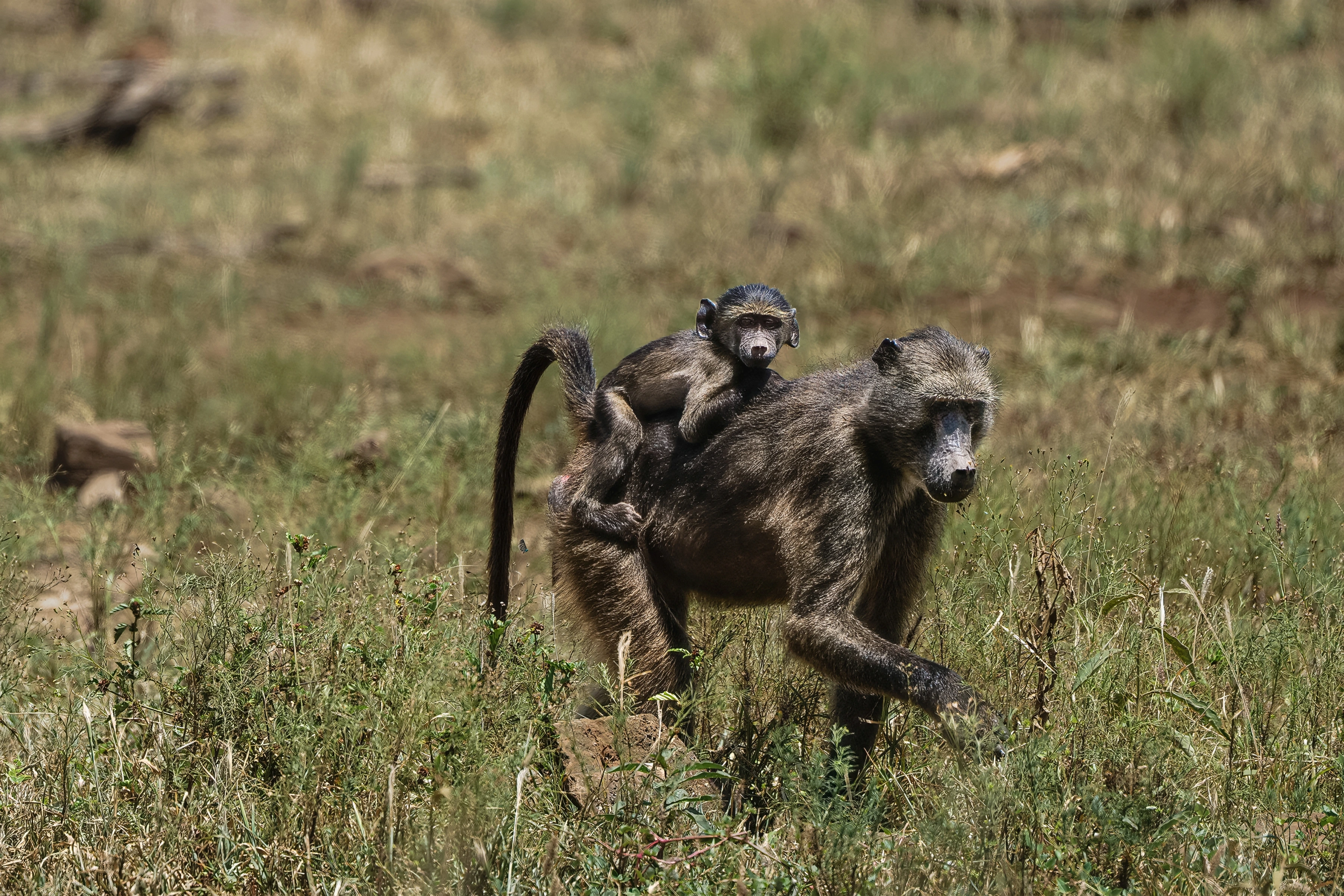 A large baboon moves through grass with a smaller baboon riding on its back; the smaller face turns toward the viewer above the larger animal's shadowed head, with a curved tail and extended forelimb.