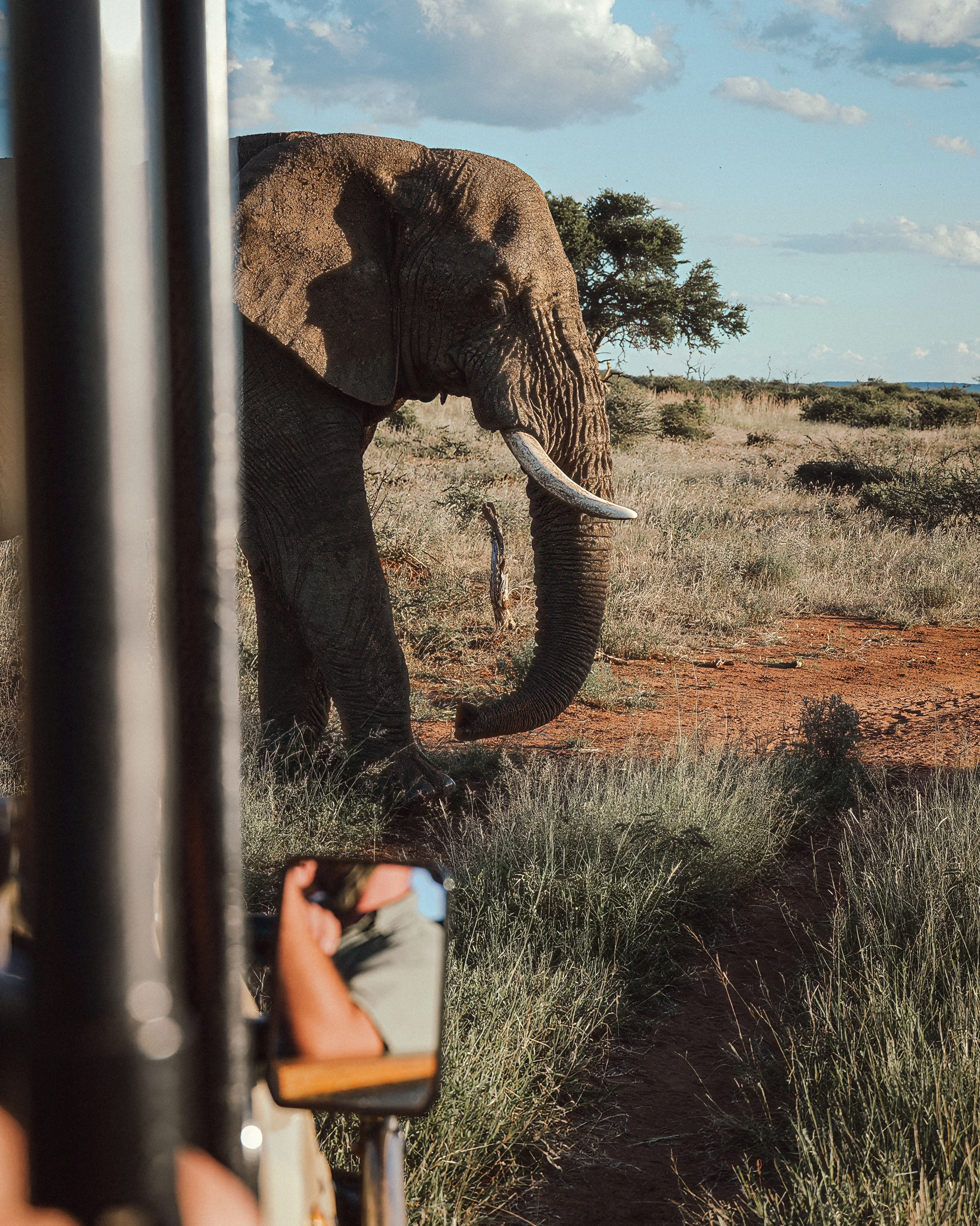 An elephant is seen beyond the bars and mirror of a vehicle window.