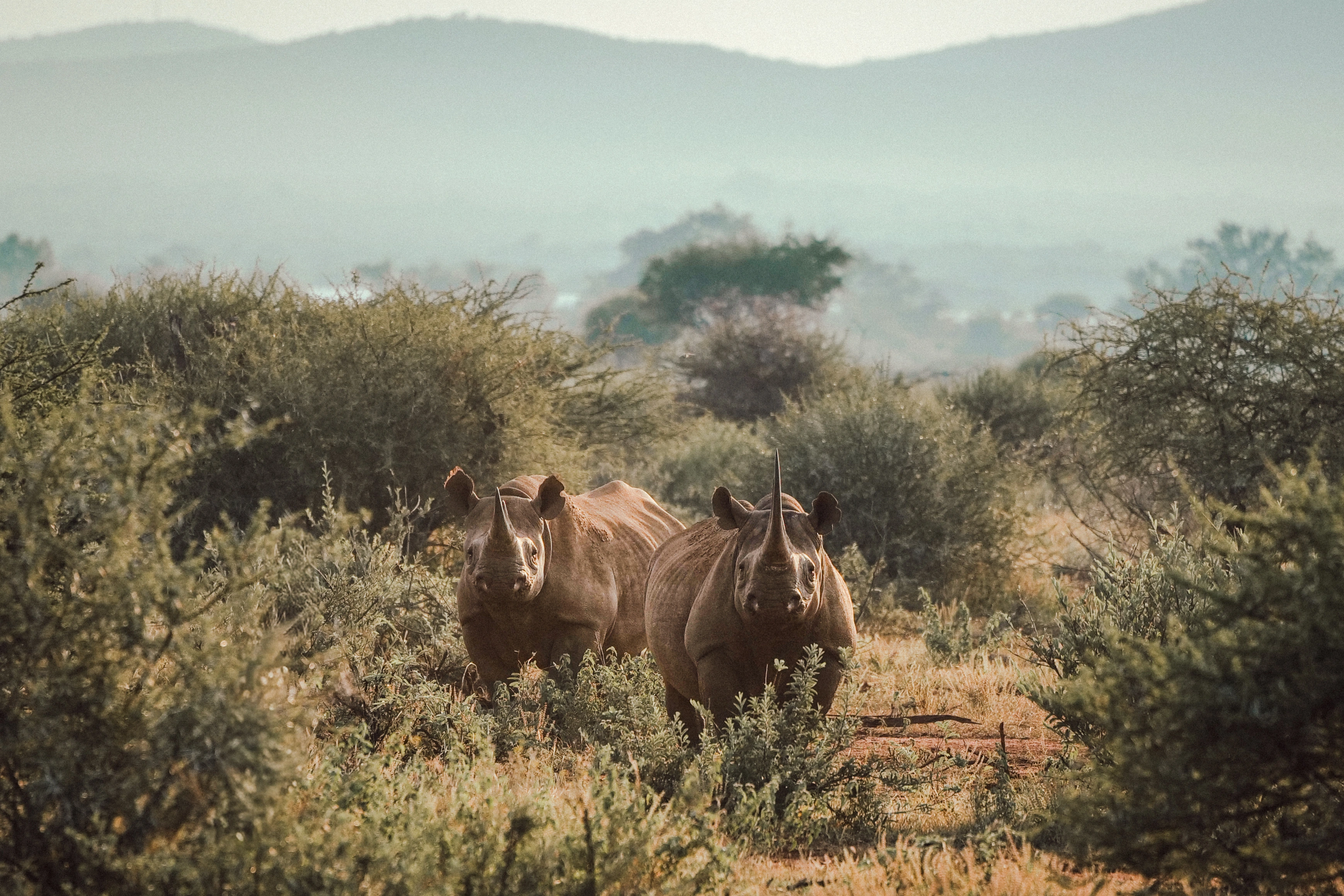 Two rhinoceroses face the viewer low in a shrub-framed landscape, with warm light on their backs and a broad pale ridge and sky band above.