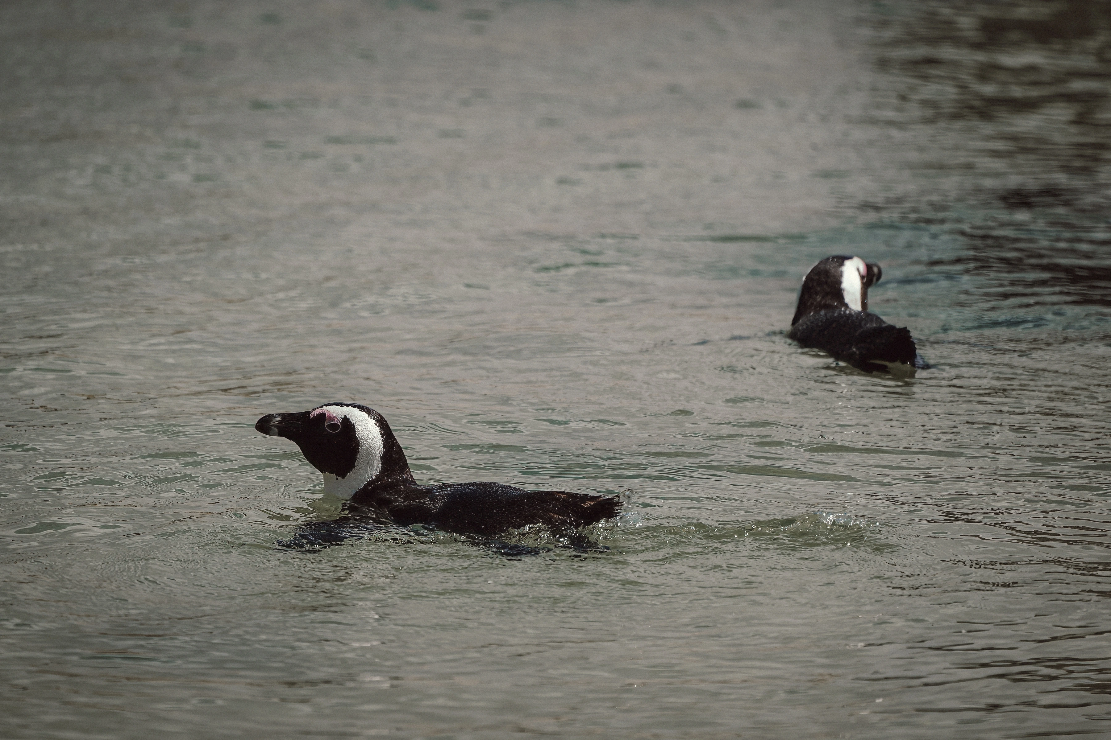Two penguins swim at different positions and angles in grey-green water.