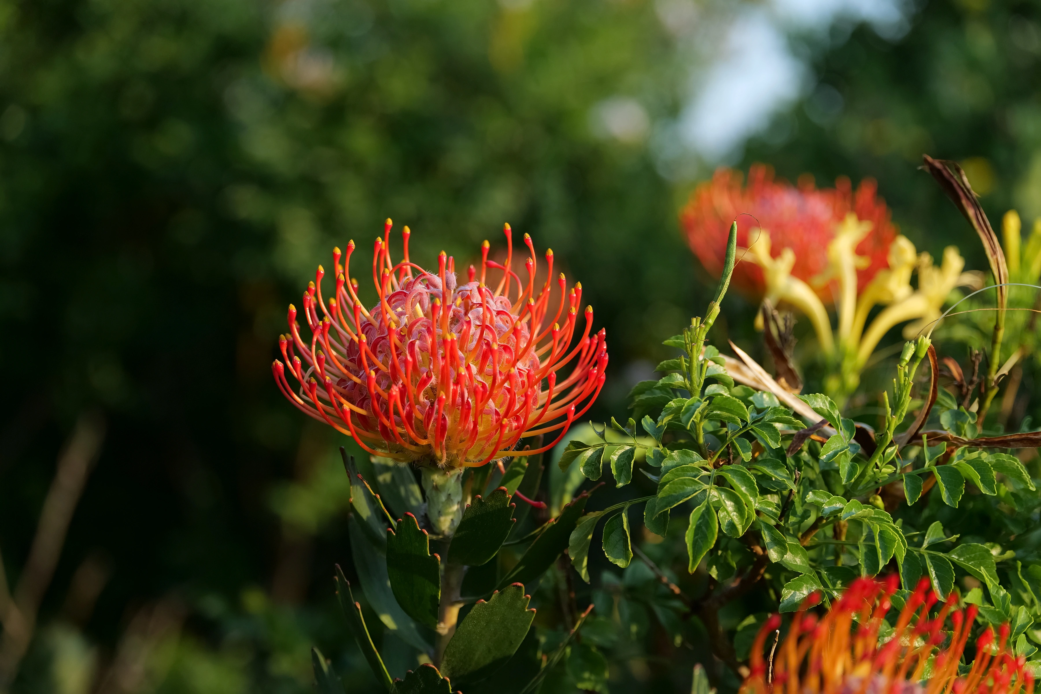 An orange flower spreads fine curved forms against green leaves and a darker leafy background.