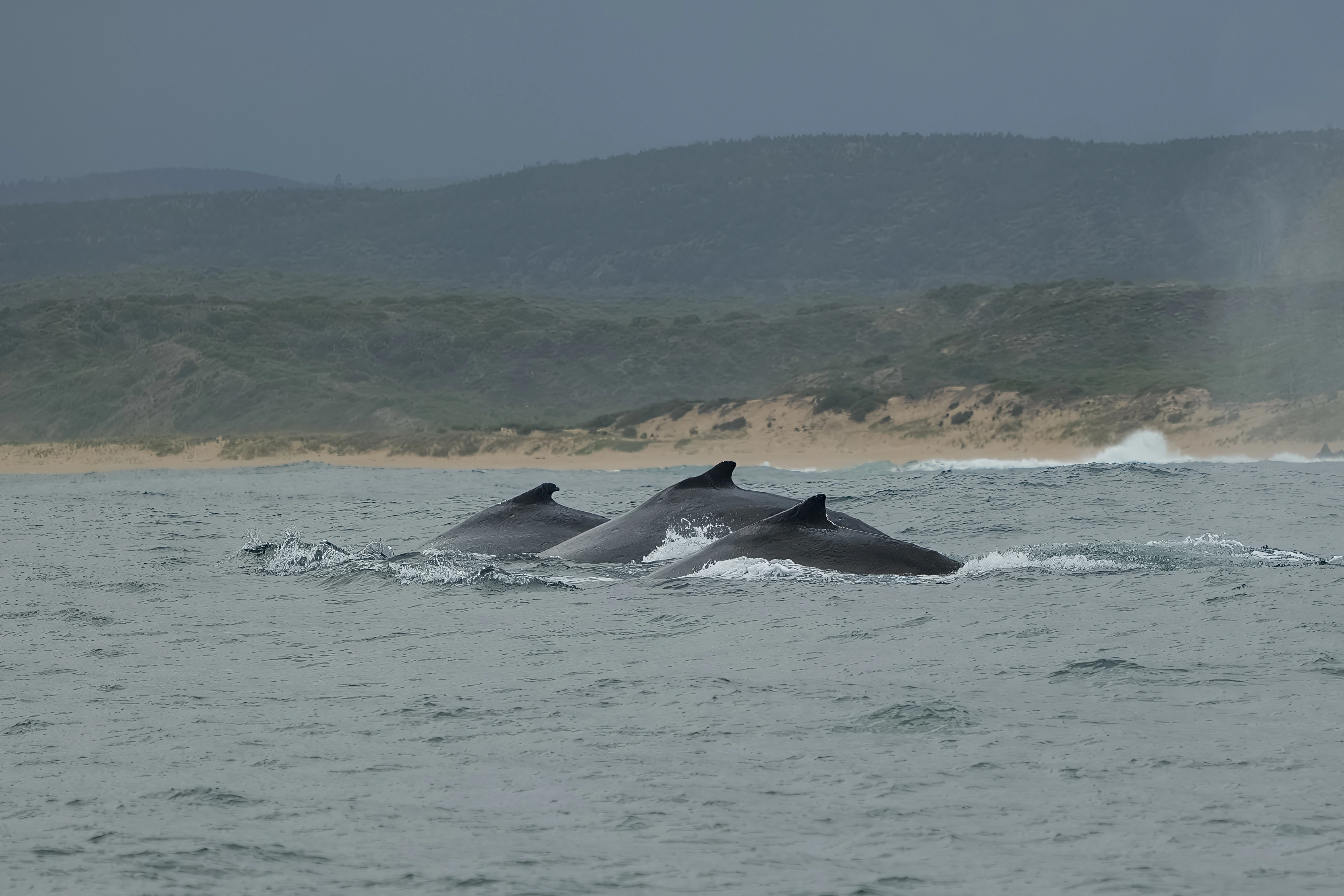 Three whale backs and dorsal fins break the water in front of a low sandy coast.