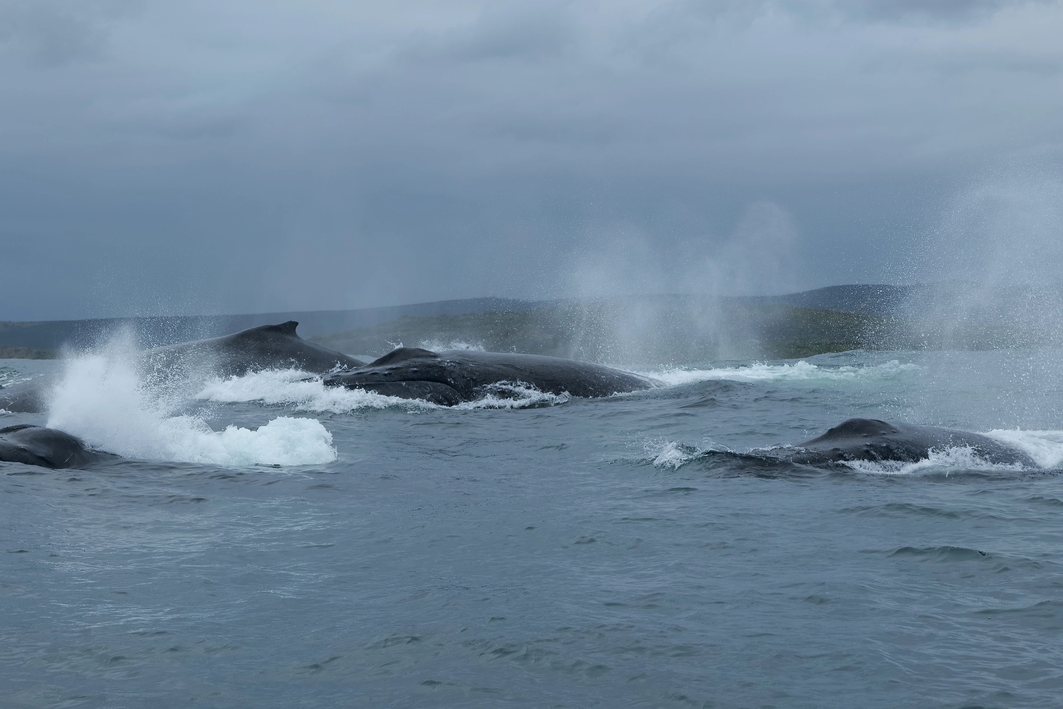 Several whale bodies break the surface across rough grey-blue water, with multiple tall spray plumes, cut outer bodies and a low dark coast beneath an overcast sky.