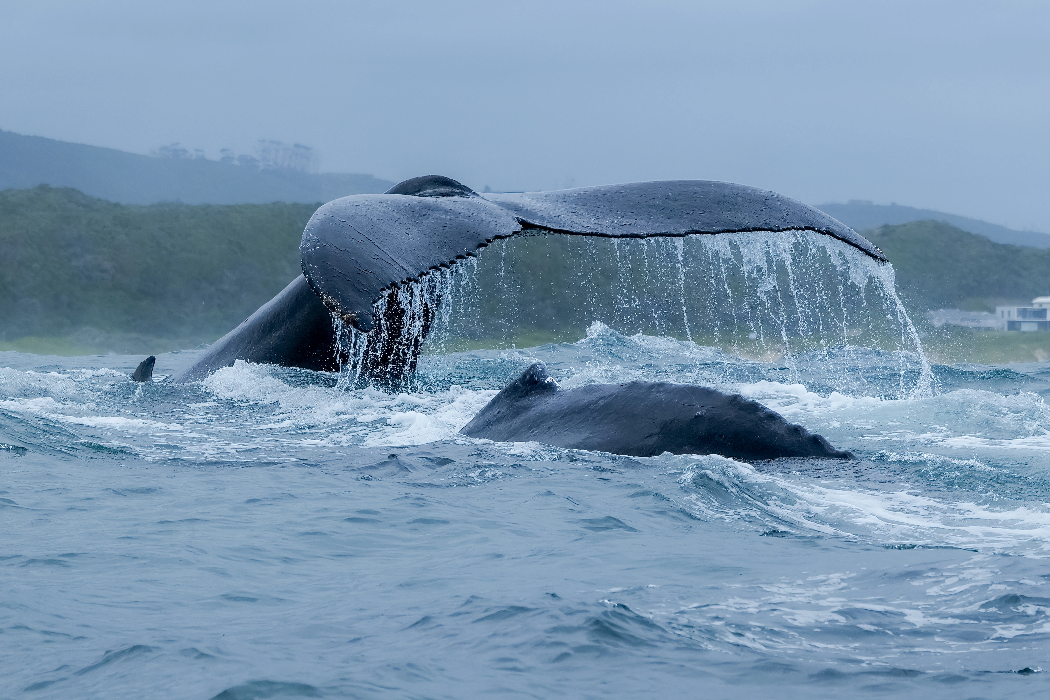 A whale fluke lifts over a back, with a curtain of water falling from its edge.