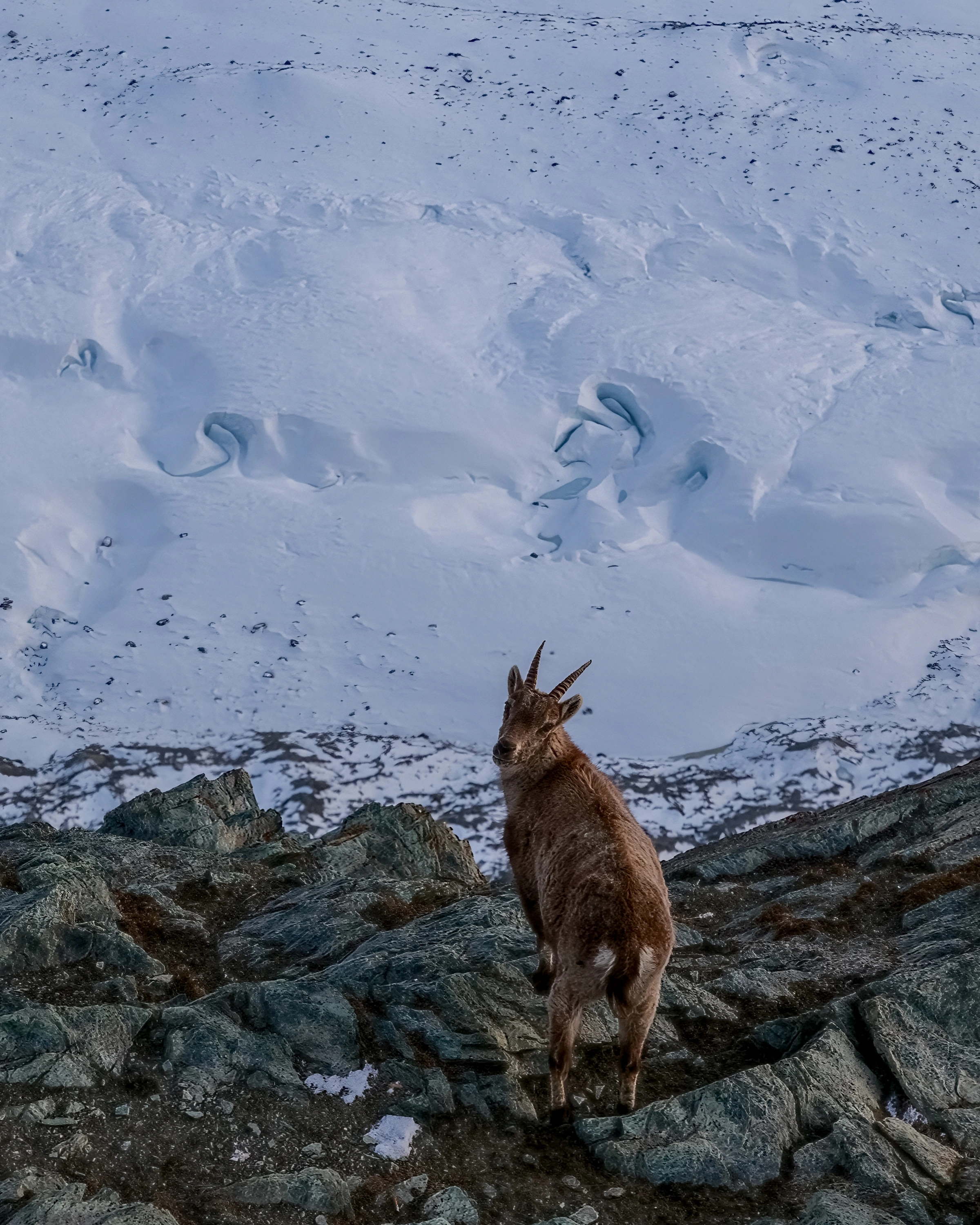 A horned brown mountain animal stands on broken rock below folded snow and blue ice; a post and yellow strap enter at the lower right.