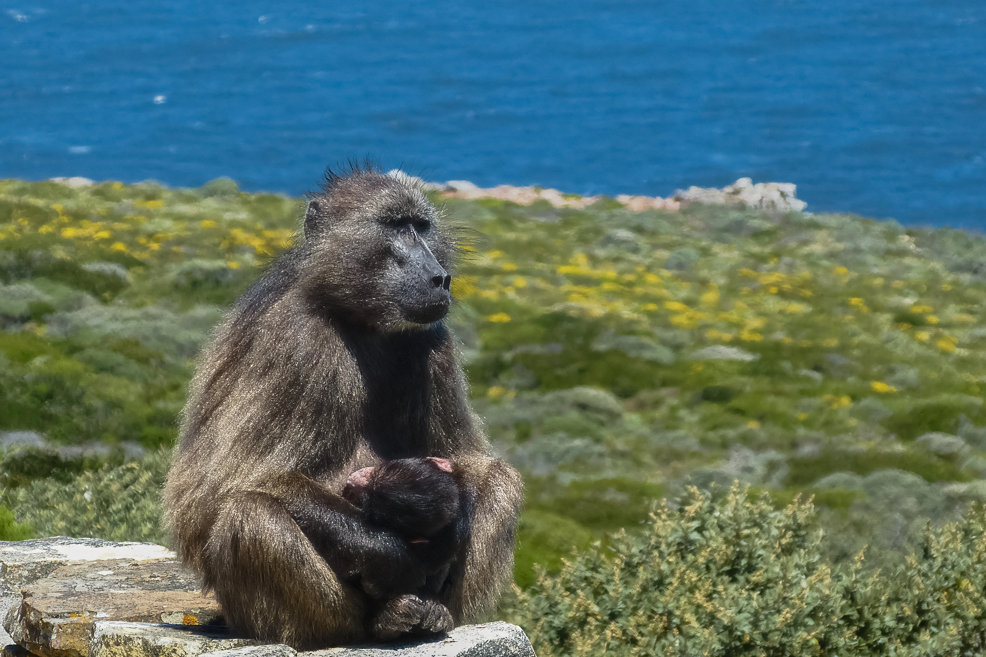 A larger baboon sits on a stone ledge with its arms around a very small baboon whose face is largely hidden, against green scrub, yellow flowers and blue water.