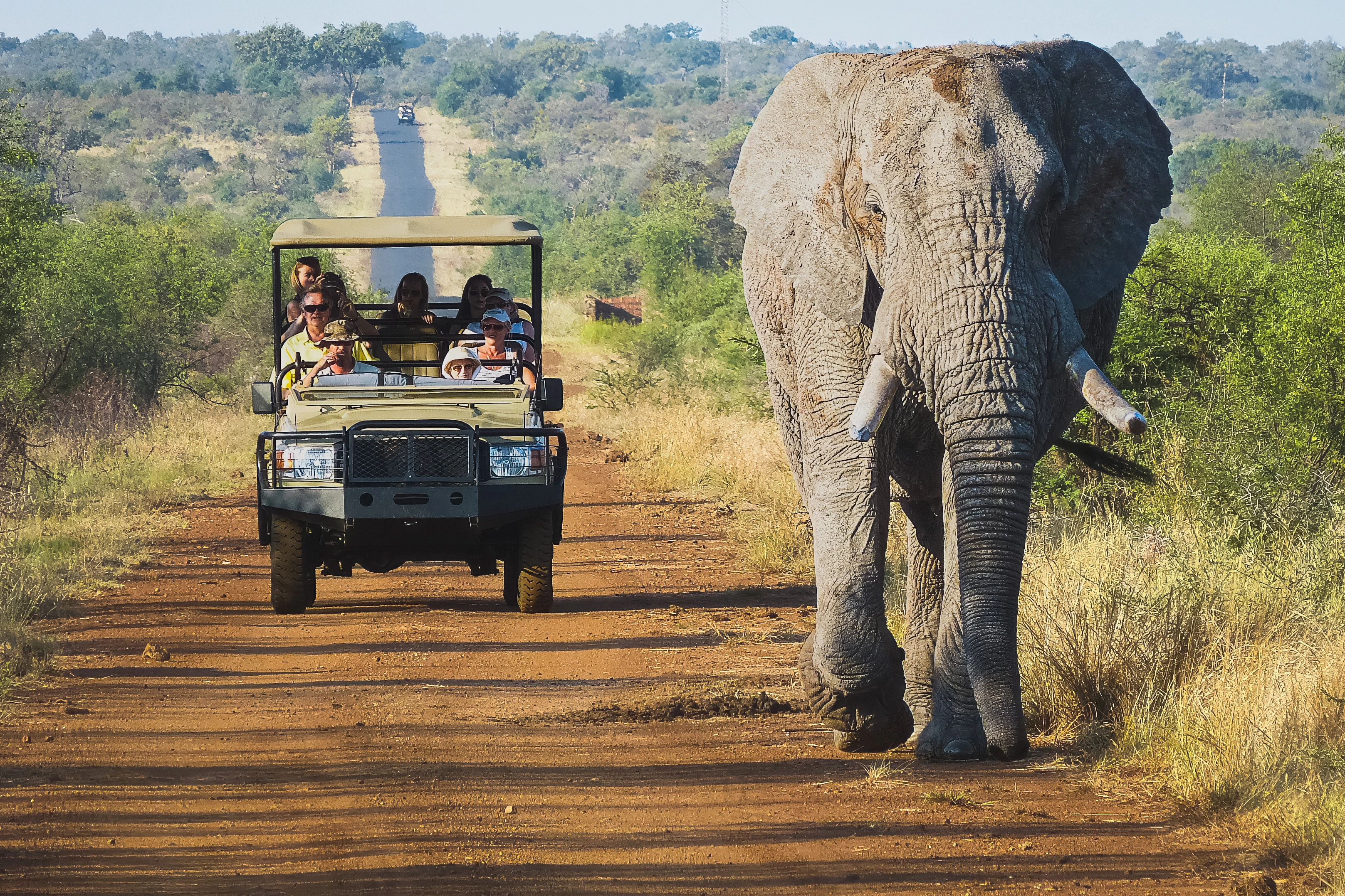An elephant and safari vehicles occupy the same dirt track.