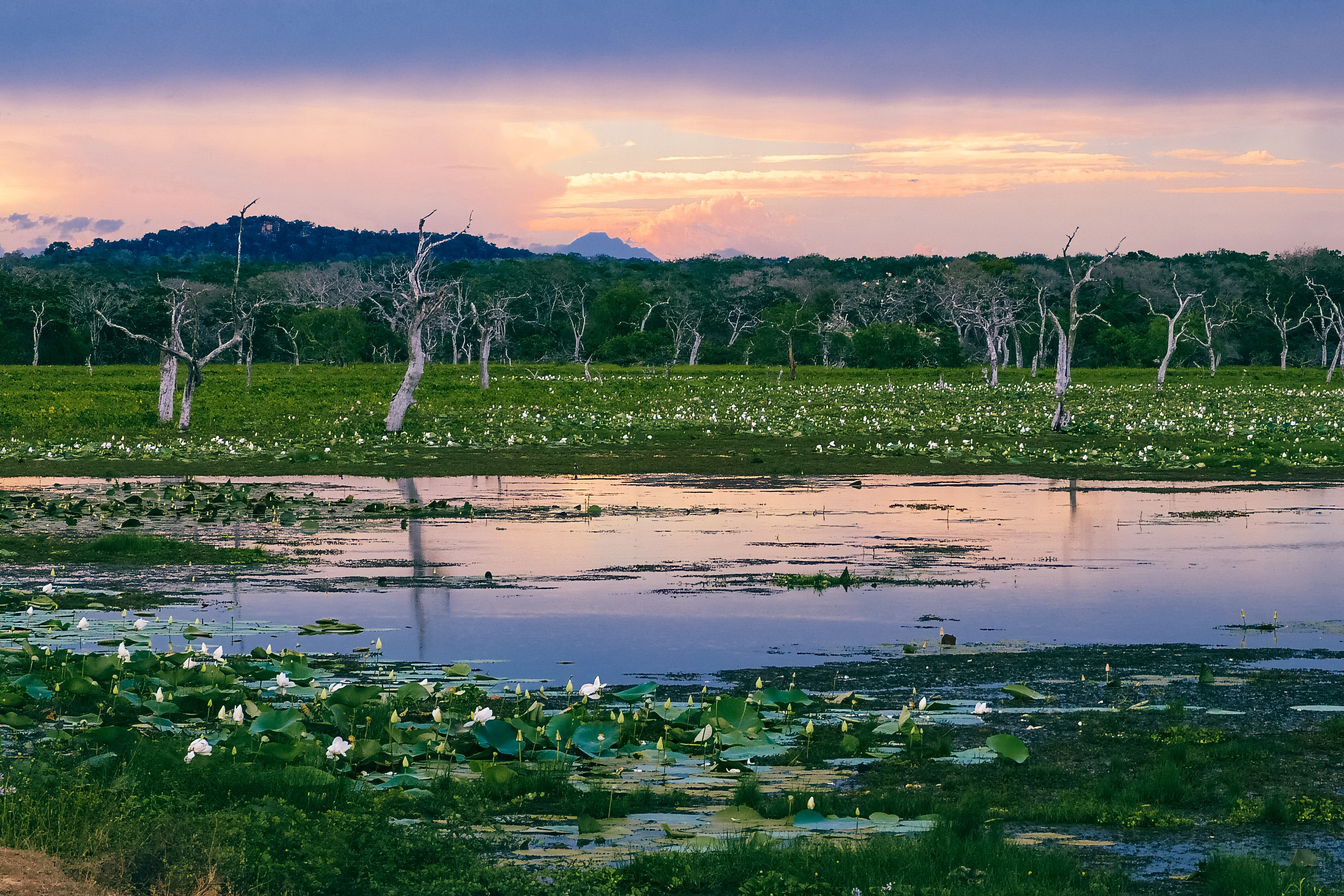 Bare tree forms repeat above water, green growth and scattered white flowers under a coloured sky.