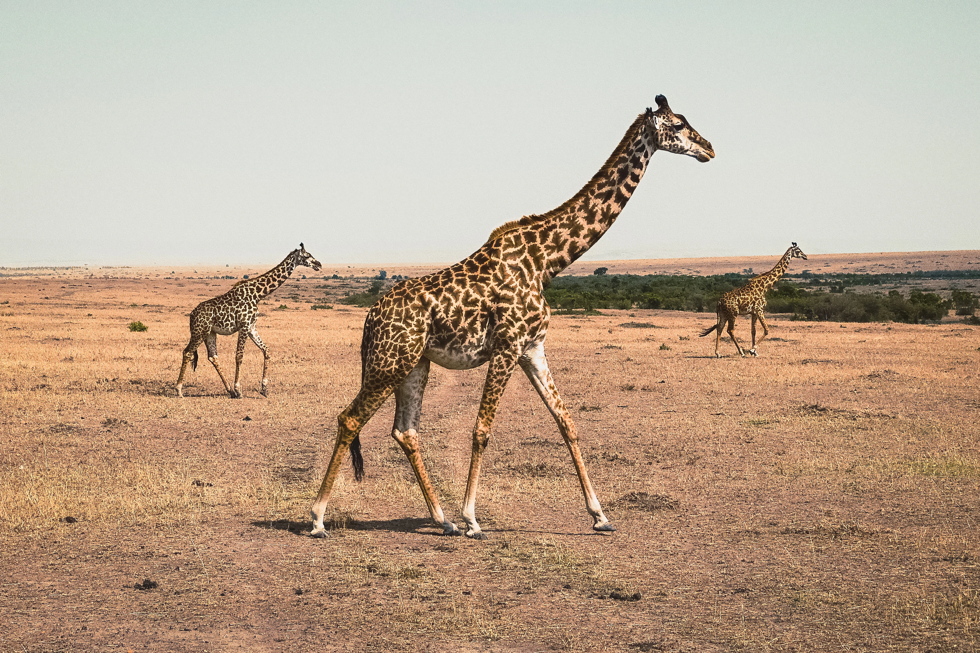 Three giraffes are fully separated across open warm grassland, with one large animal in the foreground and two smaller in the distance repeating right-facing profiles and extended leg positions beneath a pale sky.